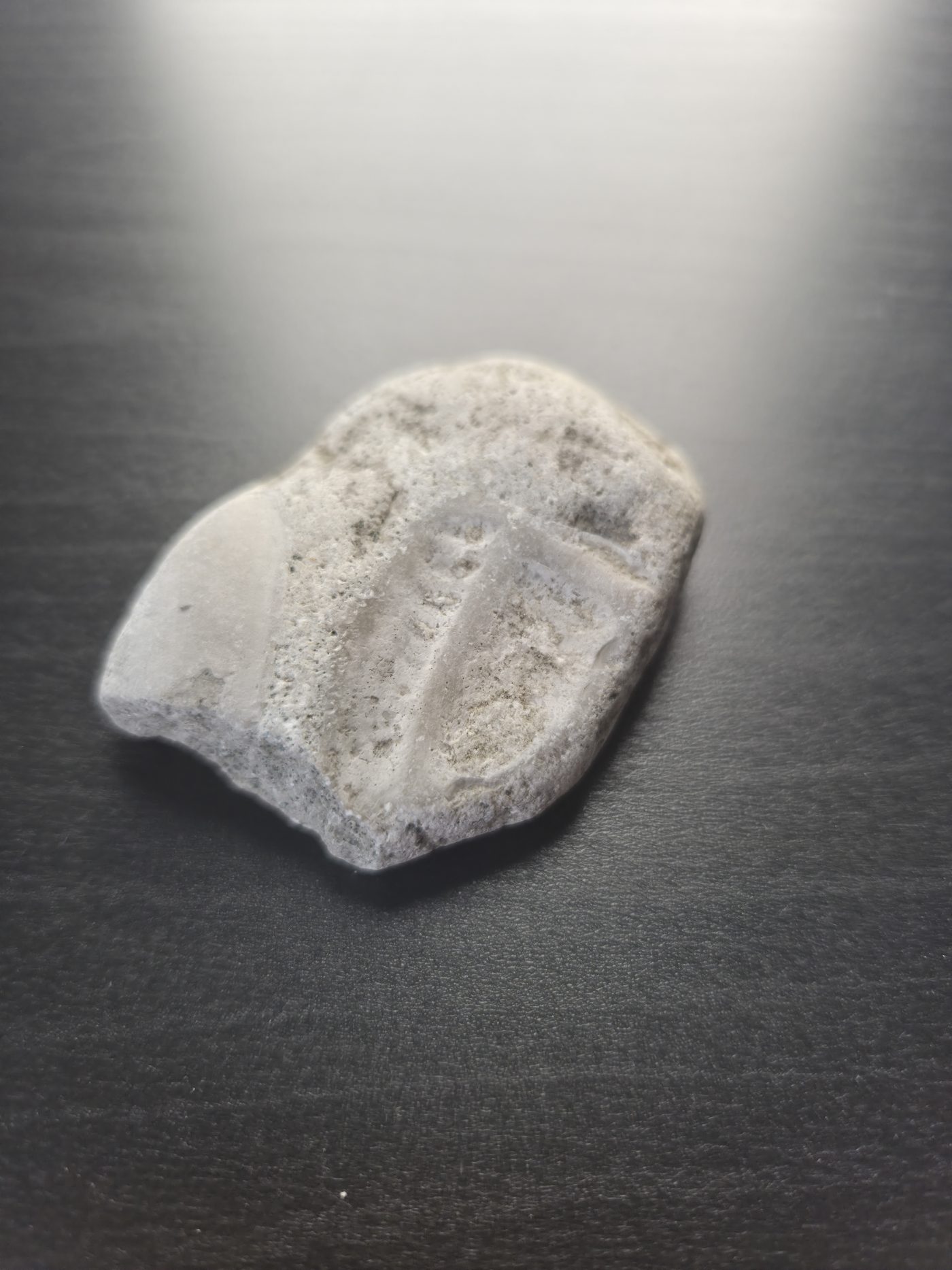Fenestrate Bryozoa