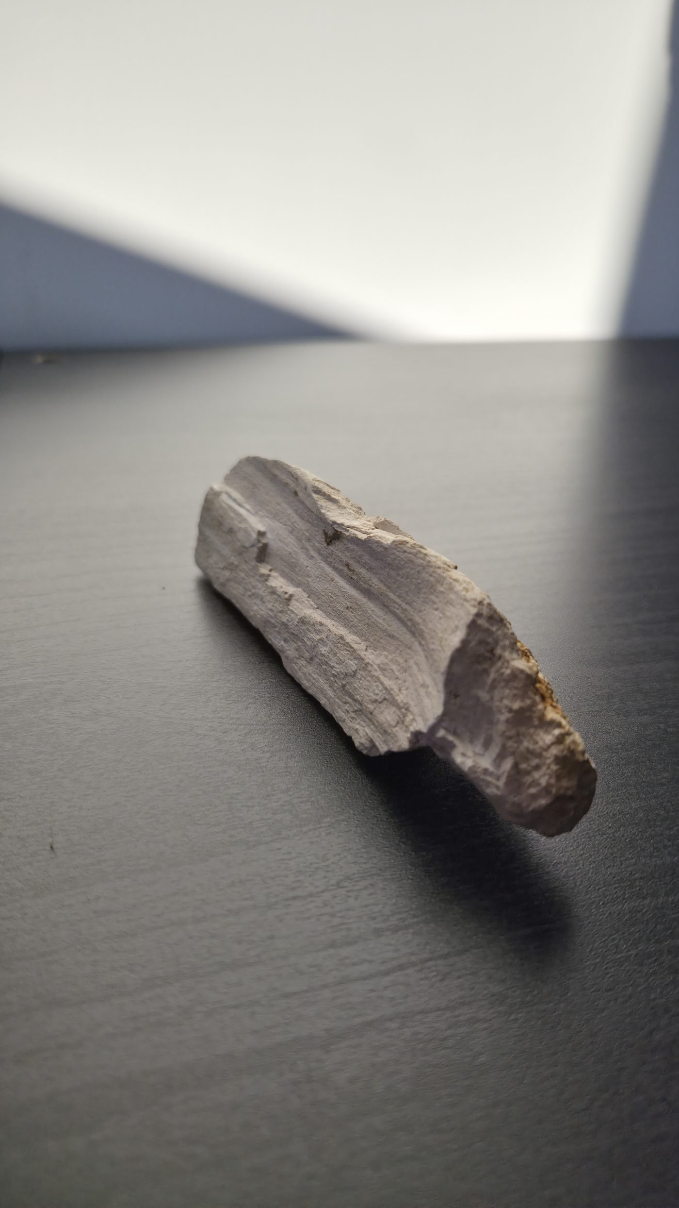 Petrified Wood