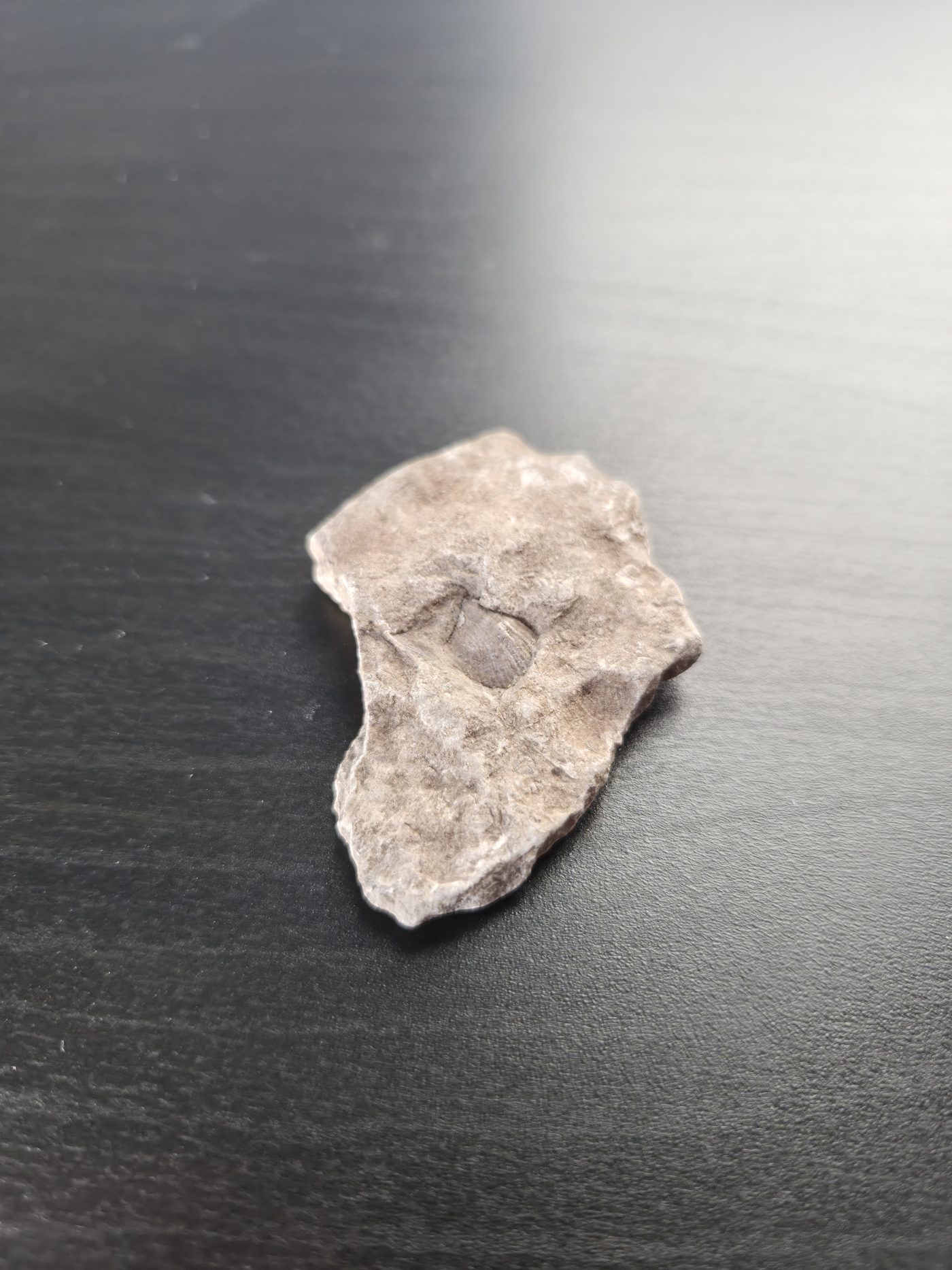 Brachiopod