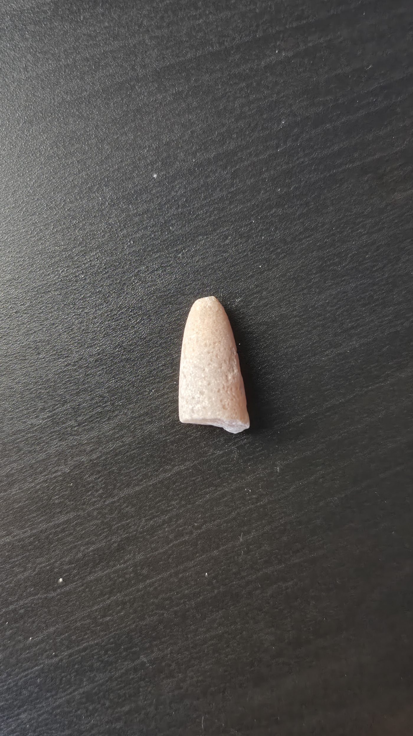Belemnite