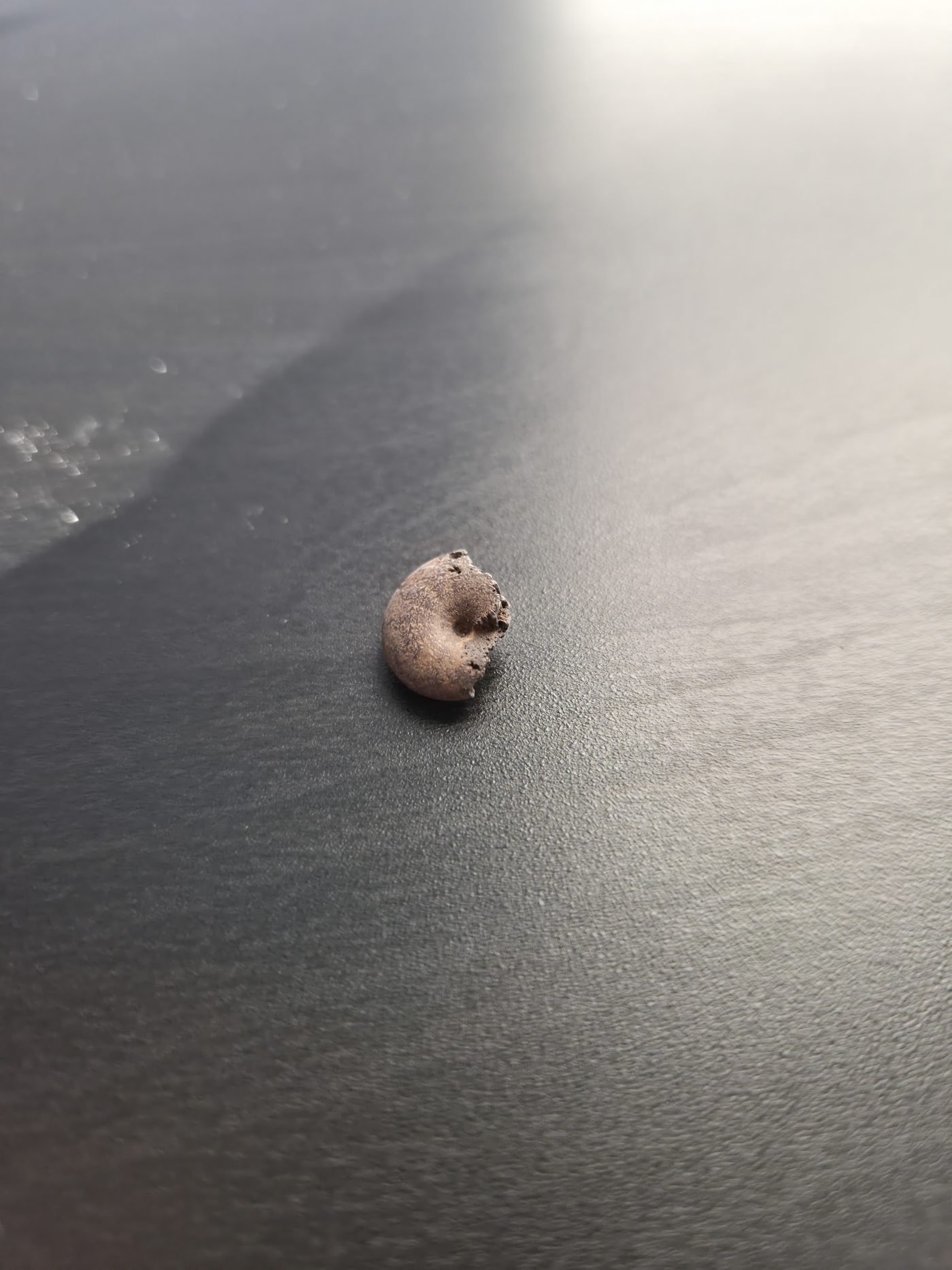 Ammonite