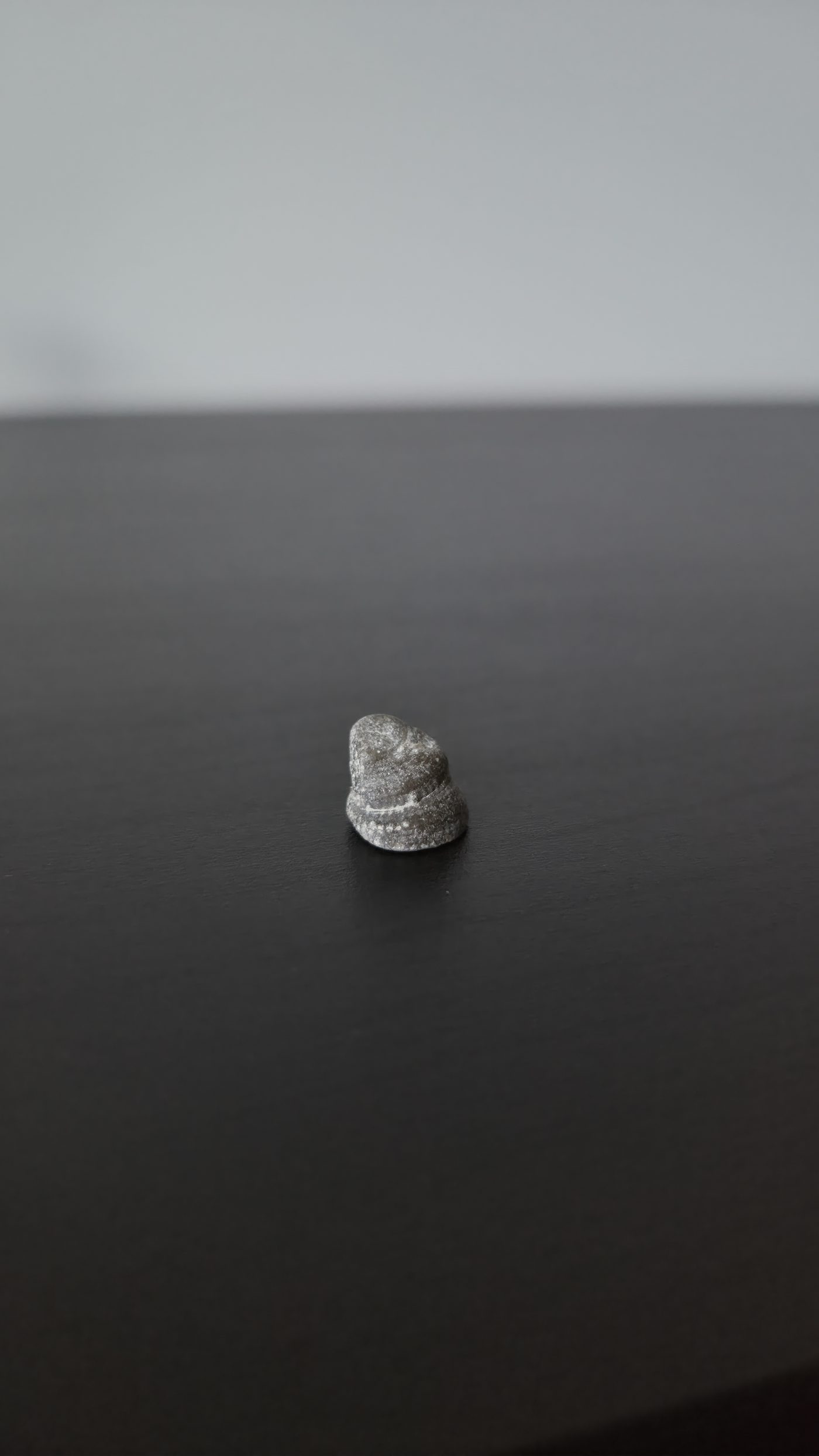 Gastropod