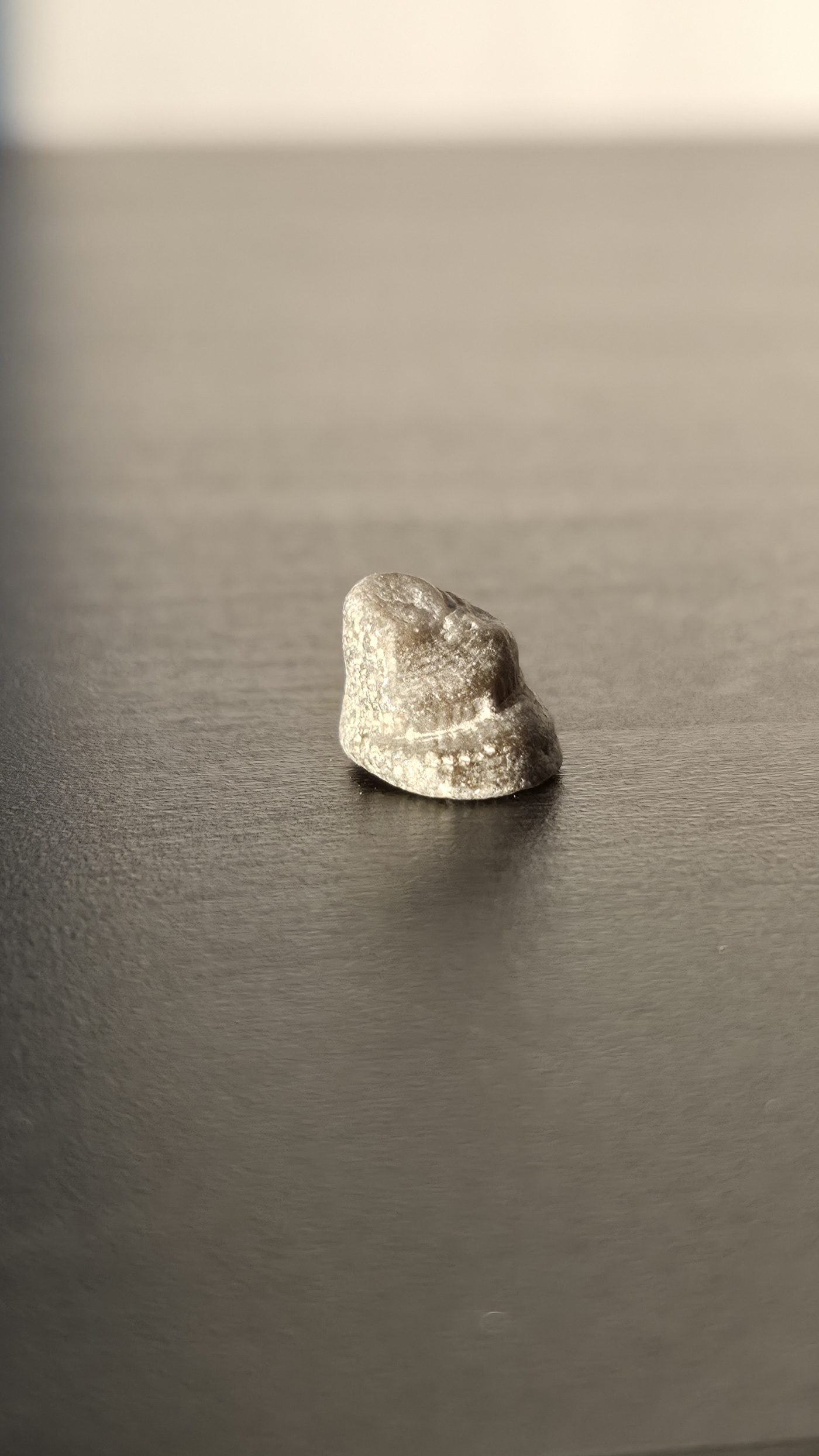 Trochid Gastropod