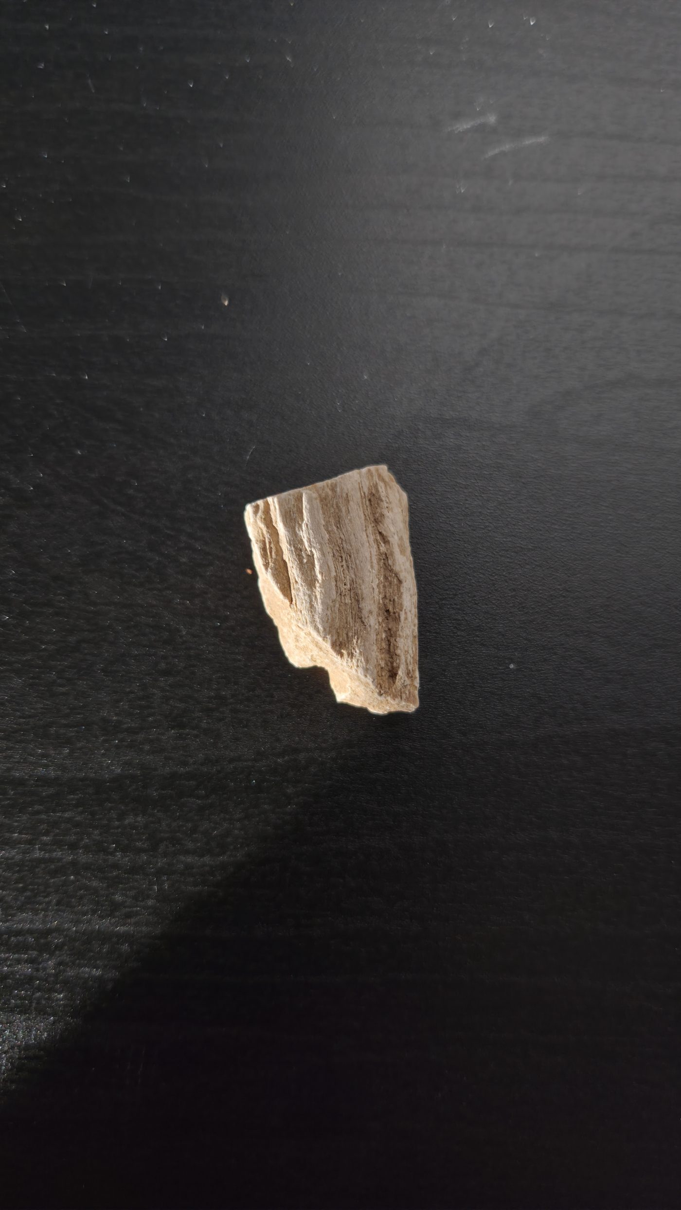 Petrified Wood