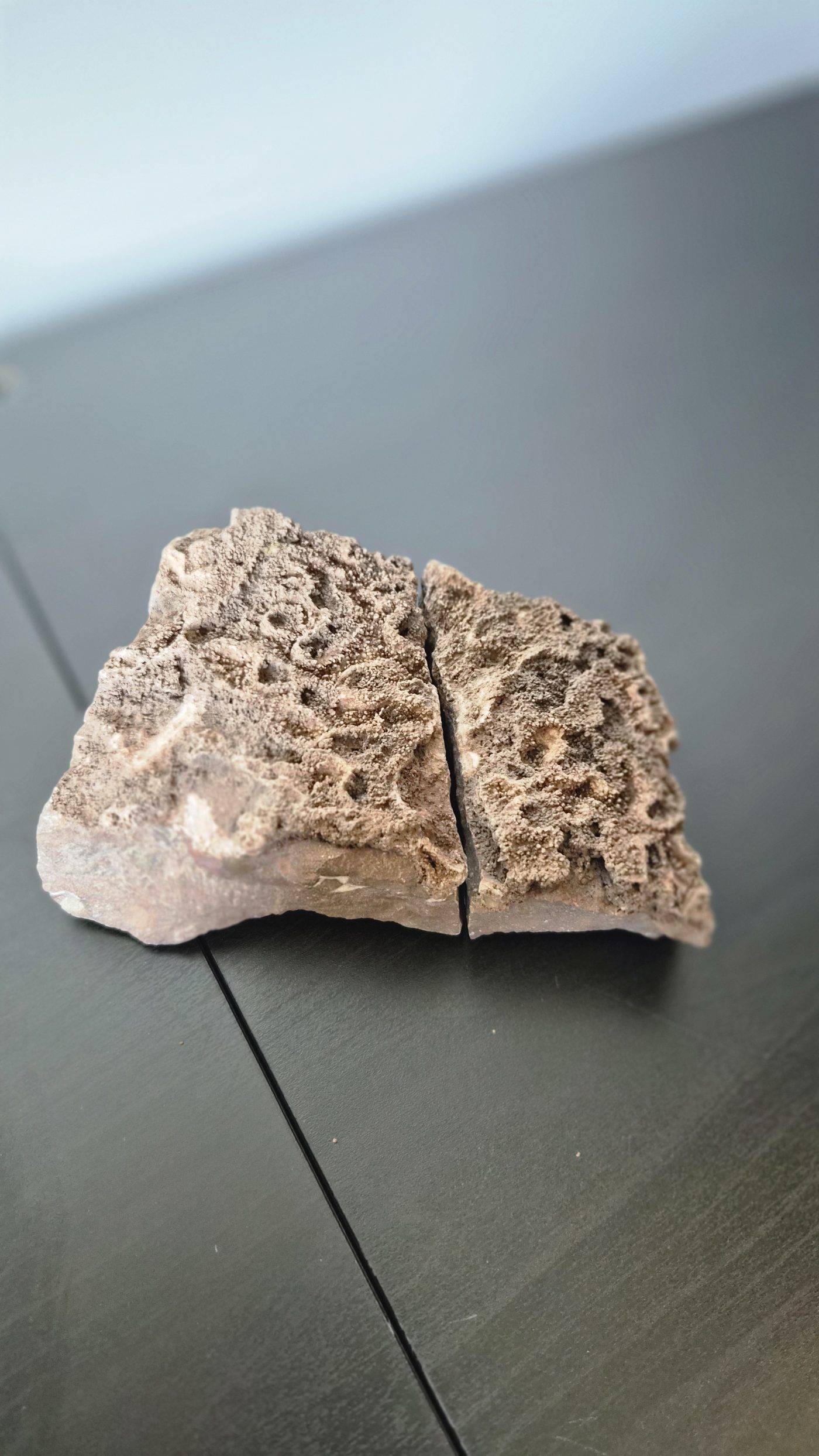 Tabulation Coral Colony