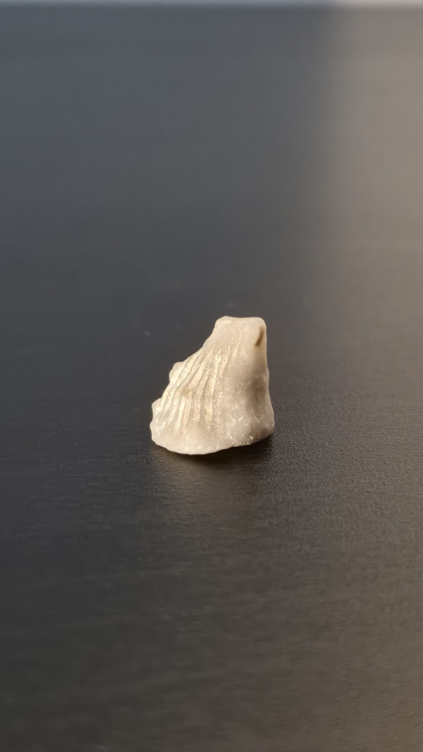 Agatized Shell