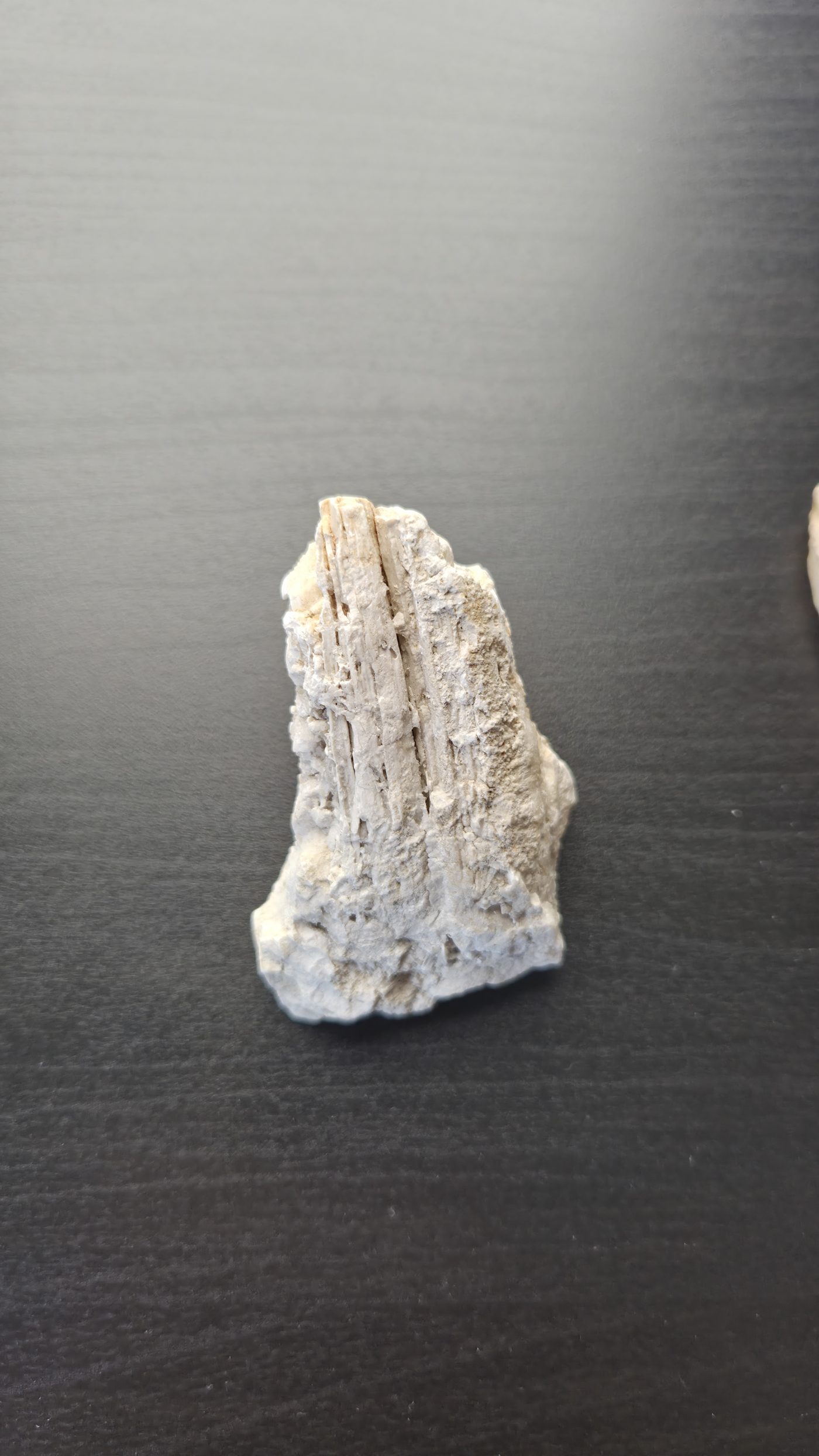 Petrified Wood