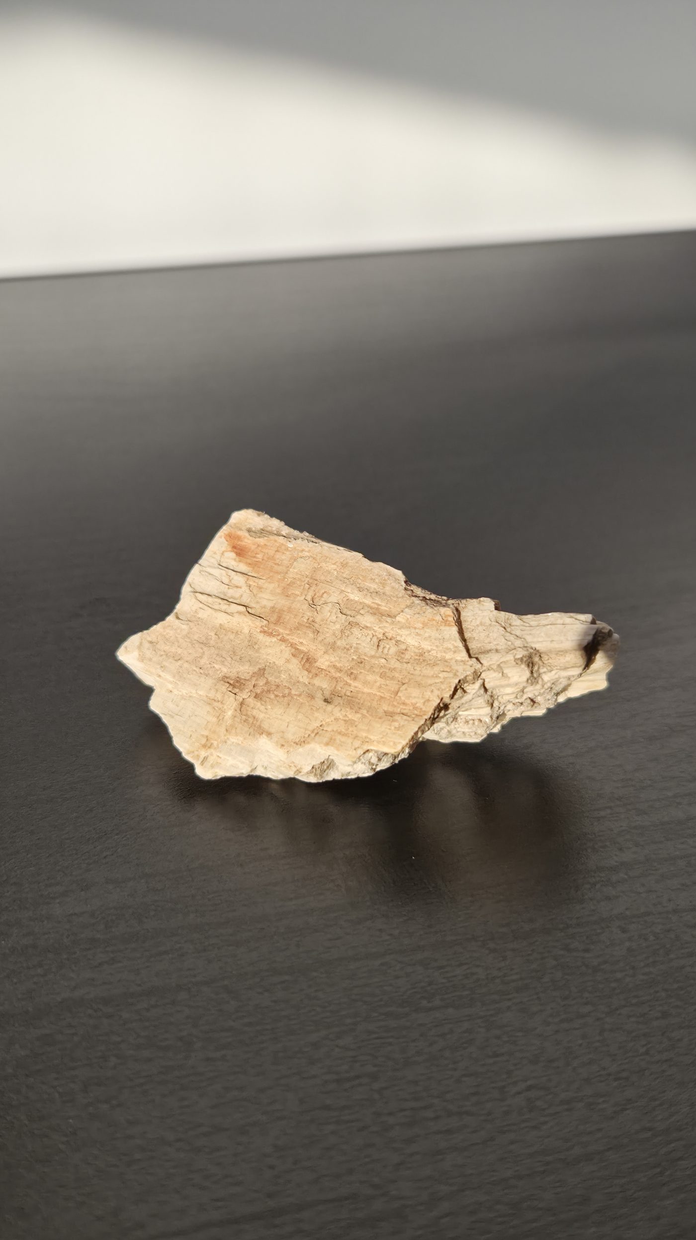 Petrified Wood