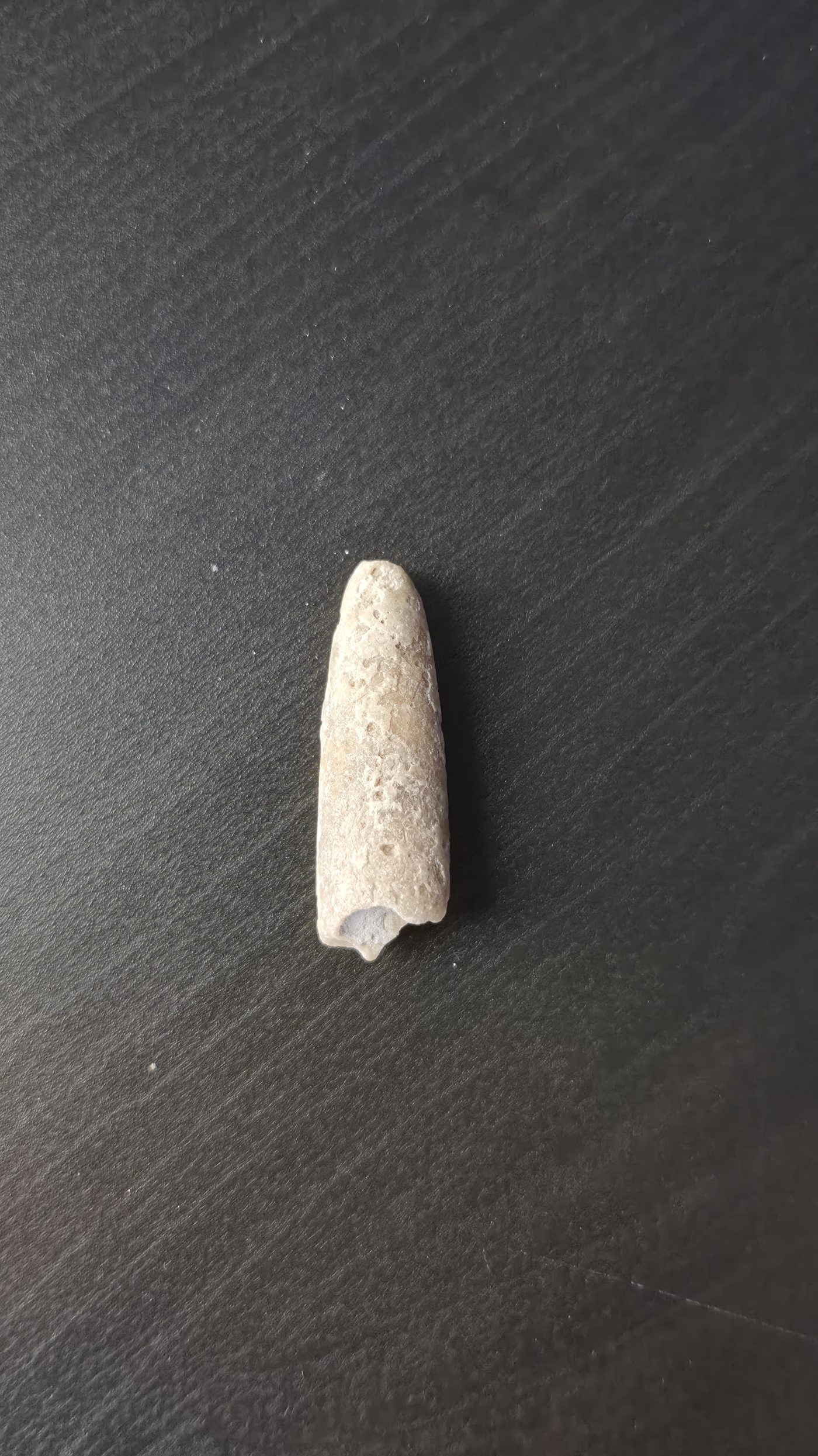 Belemnite