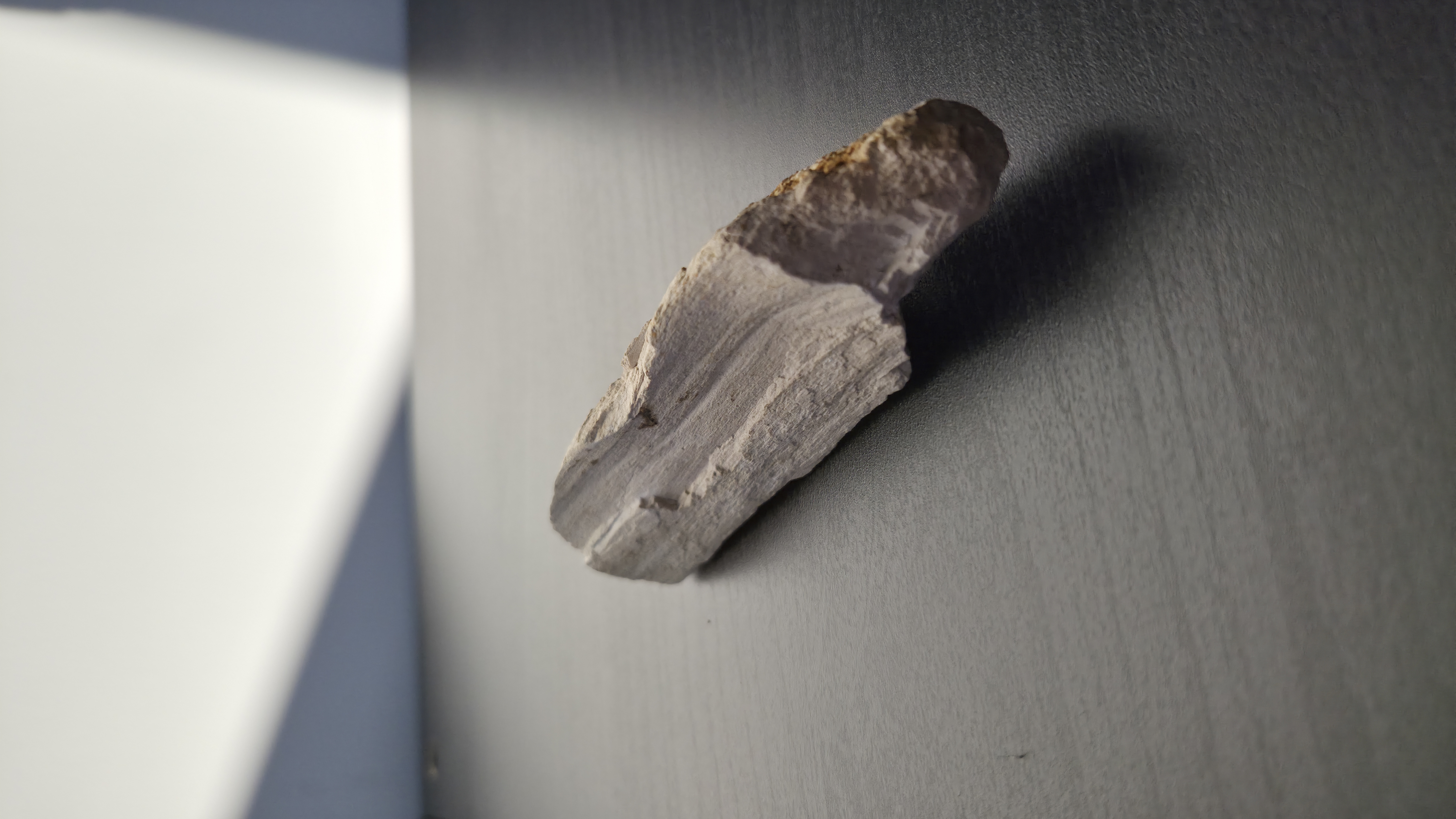 Petrified Wood
