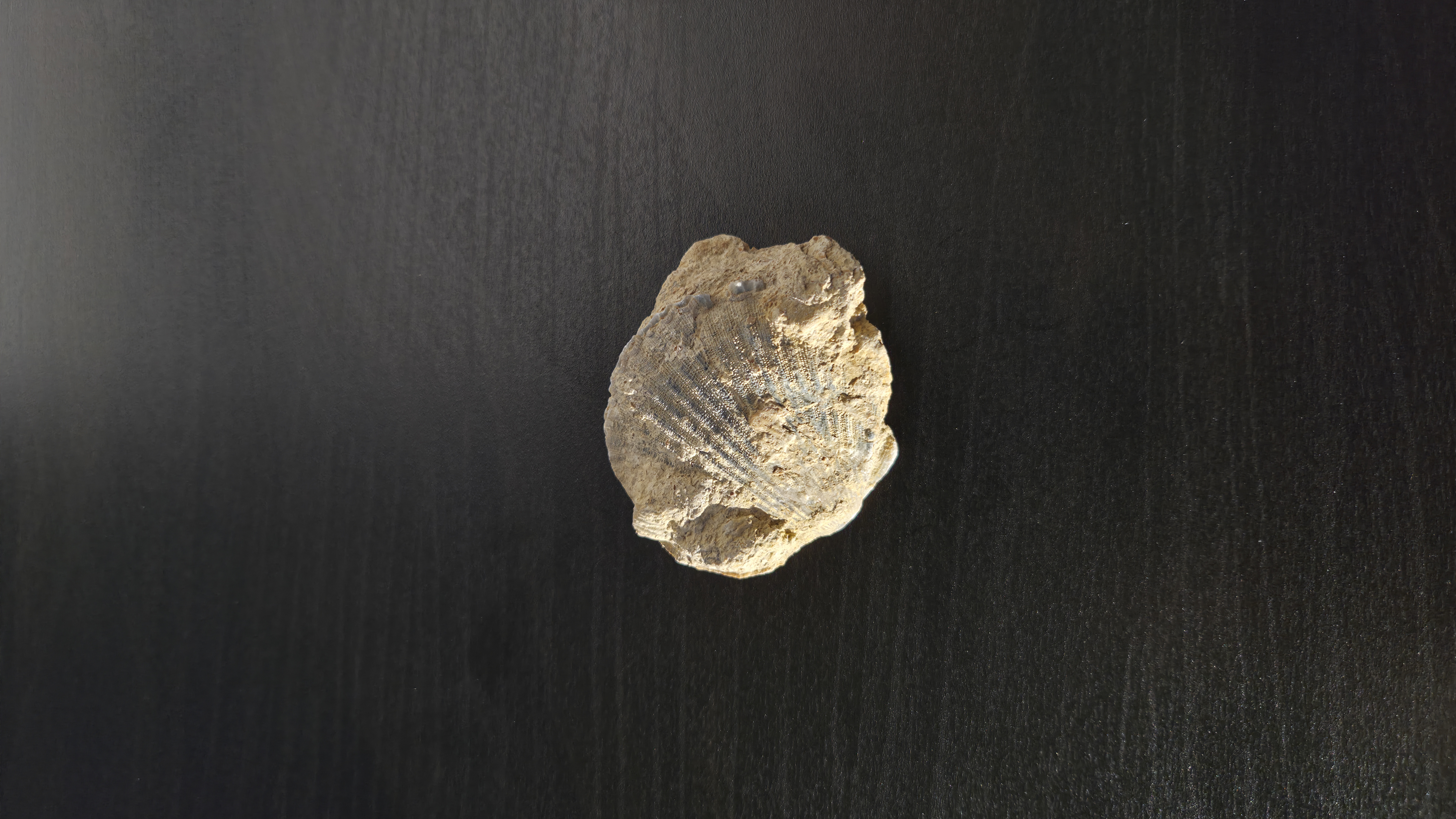 Brachiopod