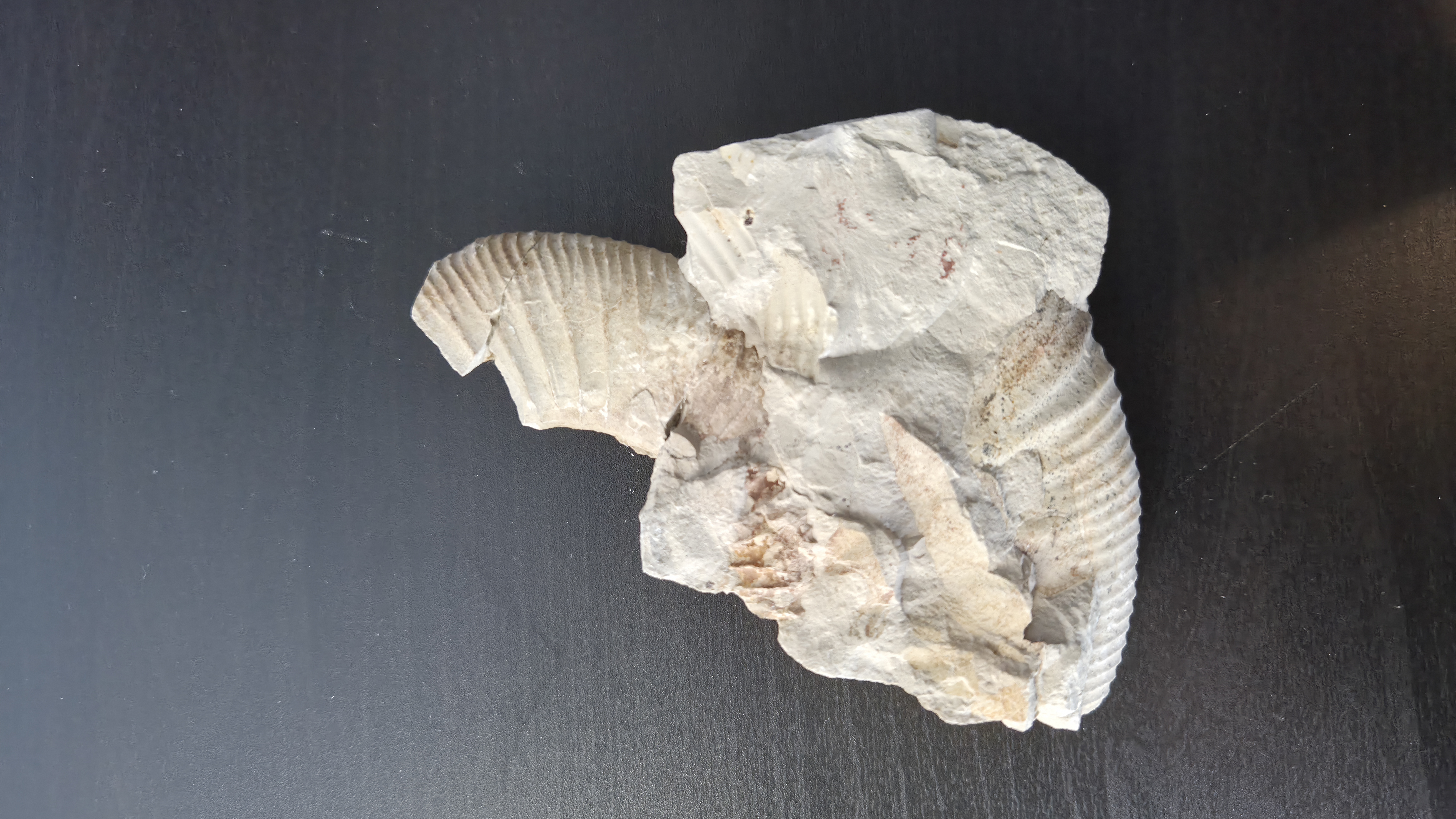 Ammonite