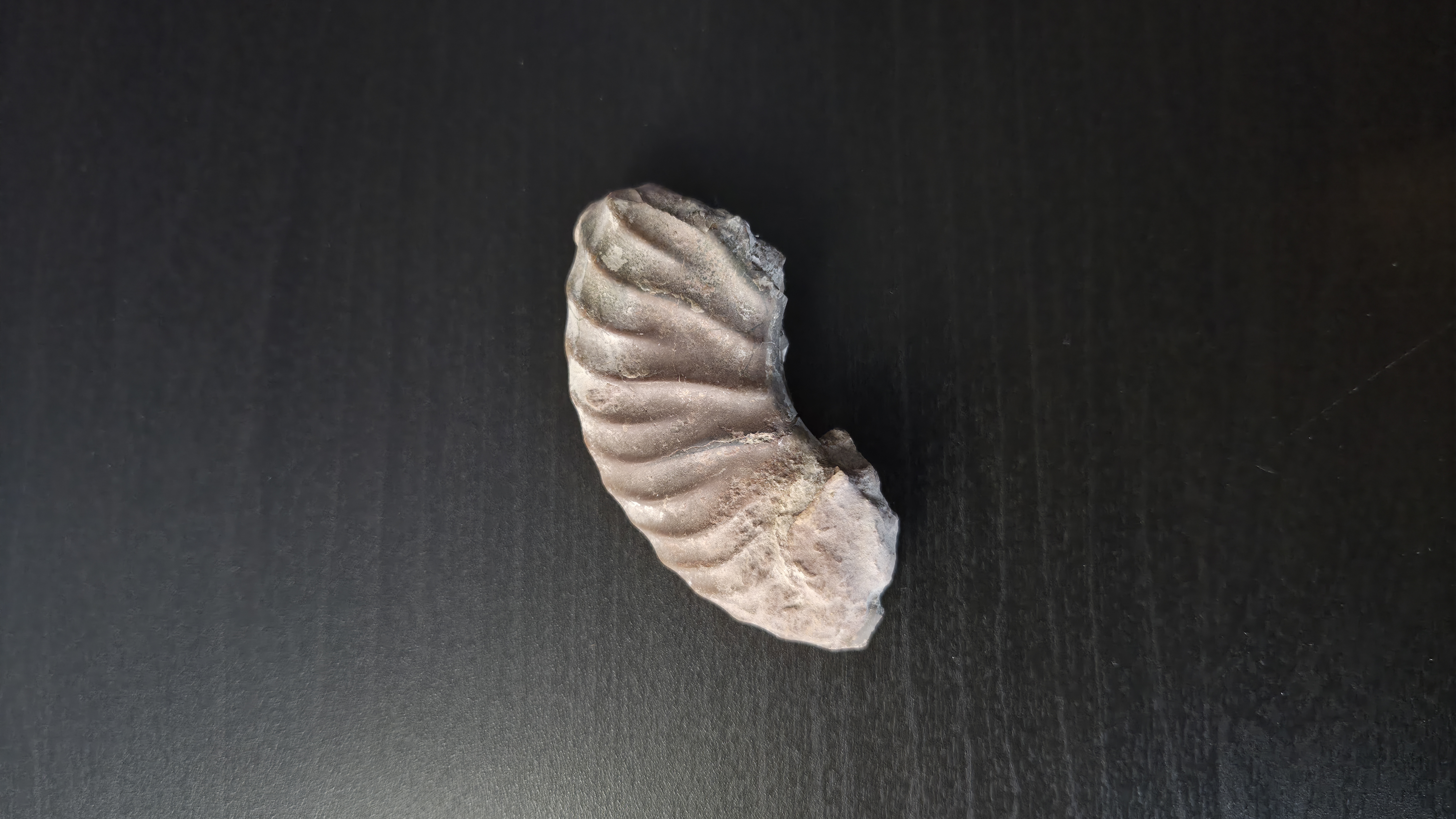Partial Ammonite