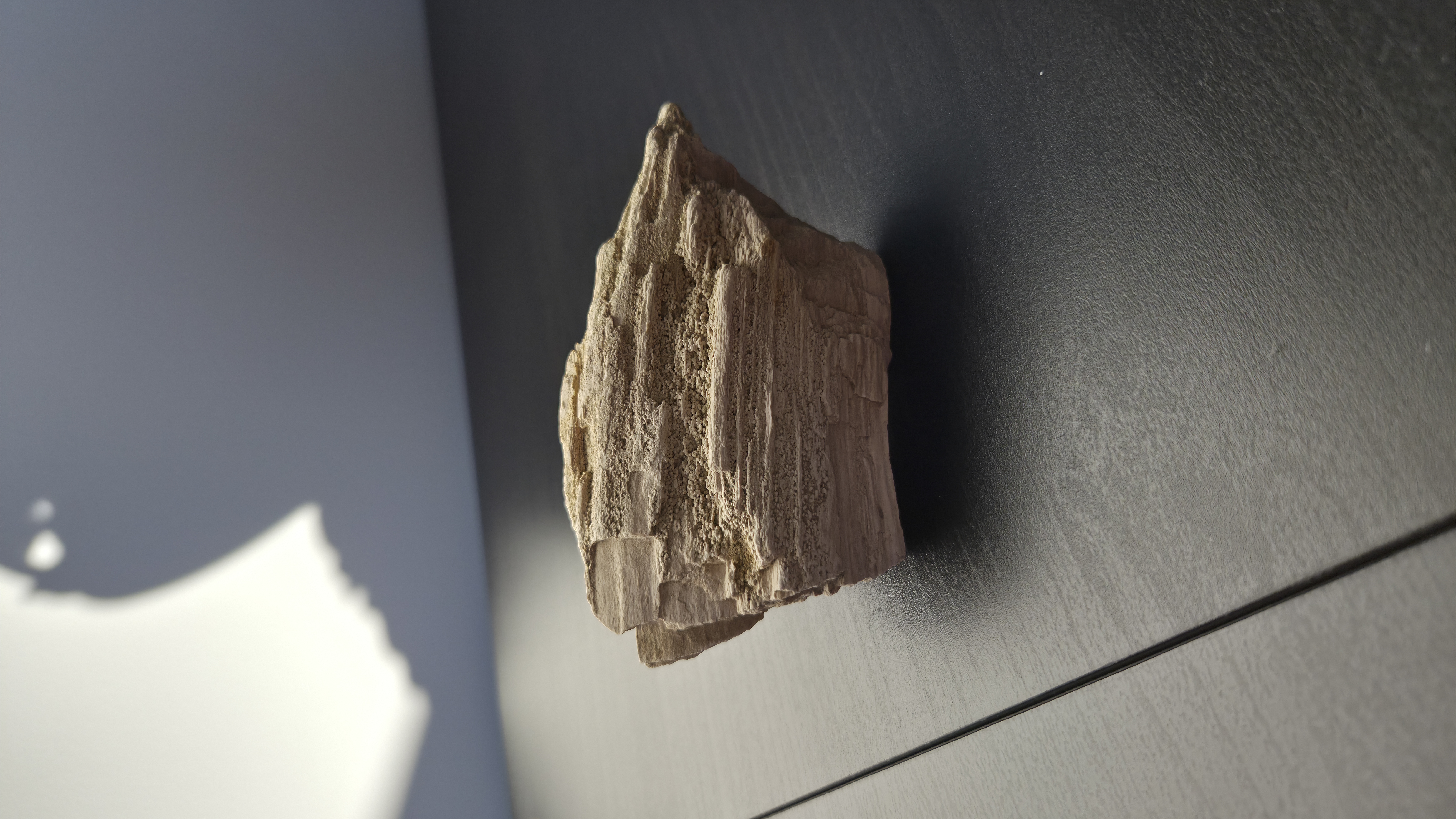 Petrified Wood