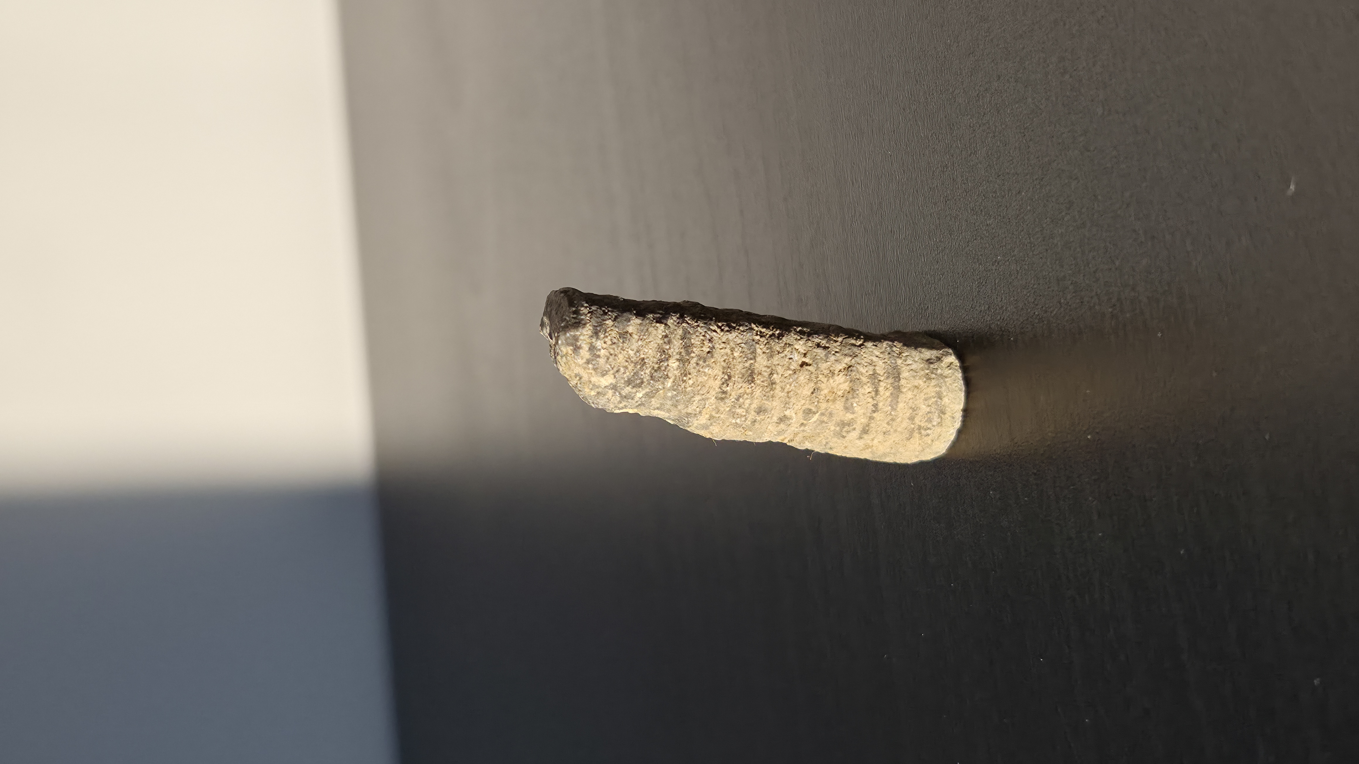 Crinoid Stem
