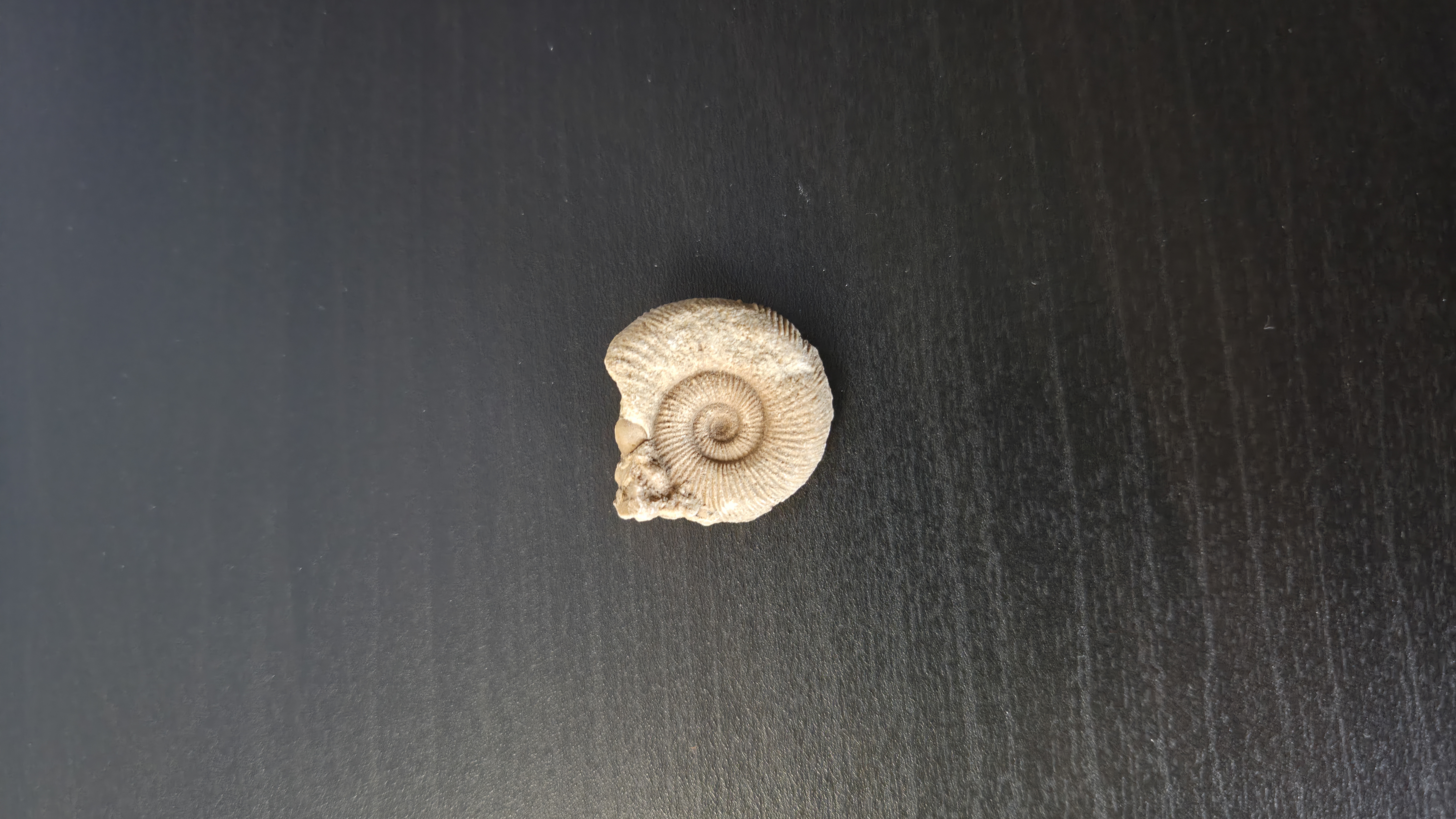 Ammonite