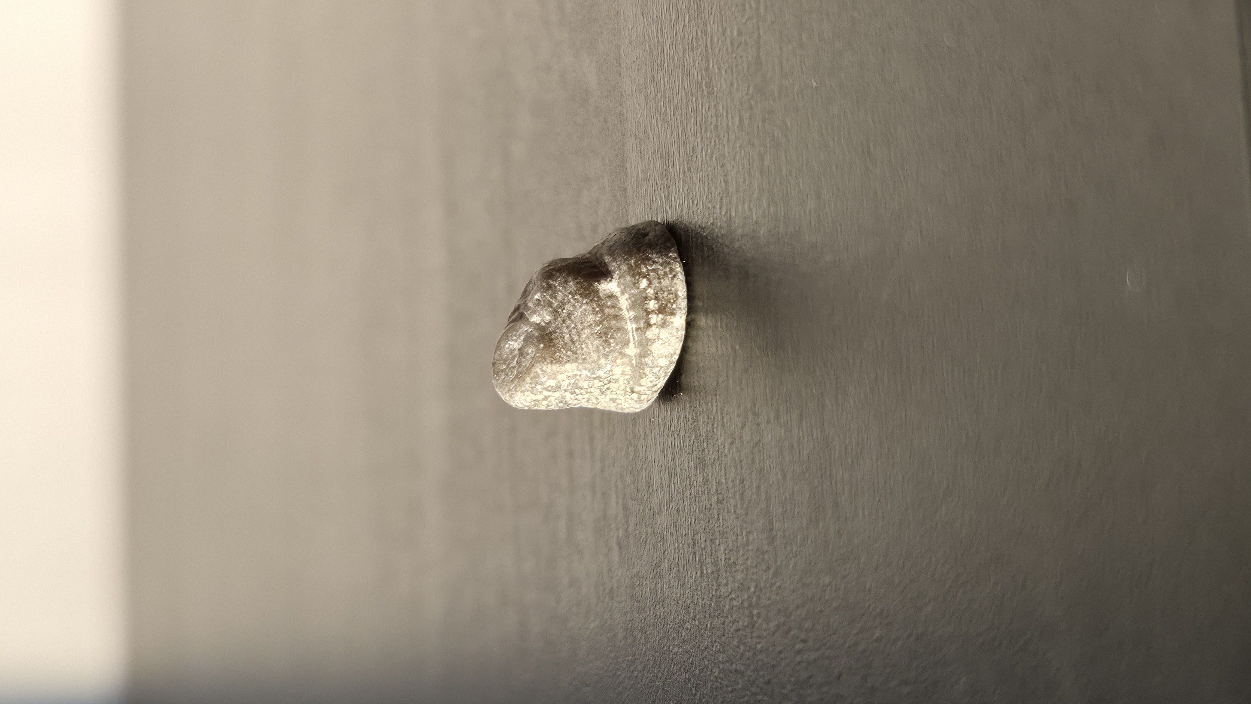 Trochid Gastropod