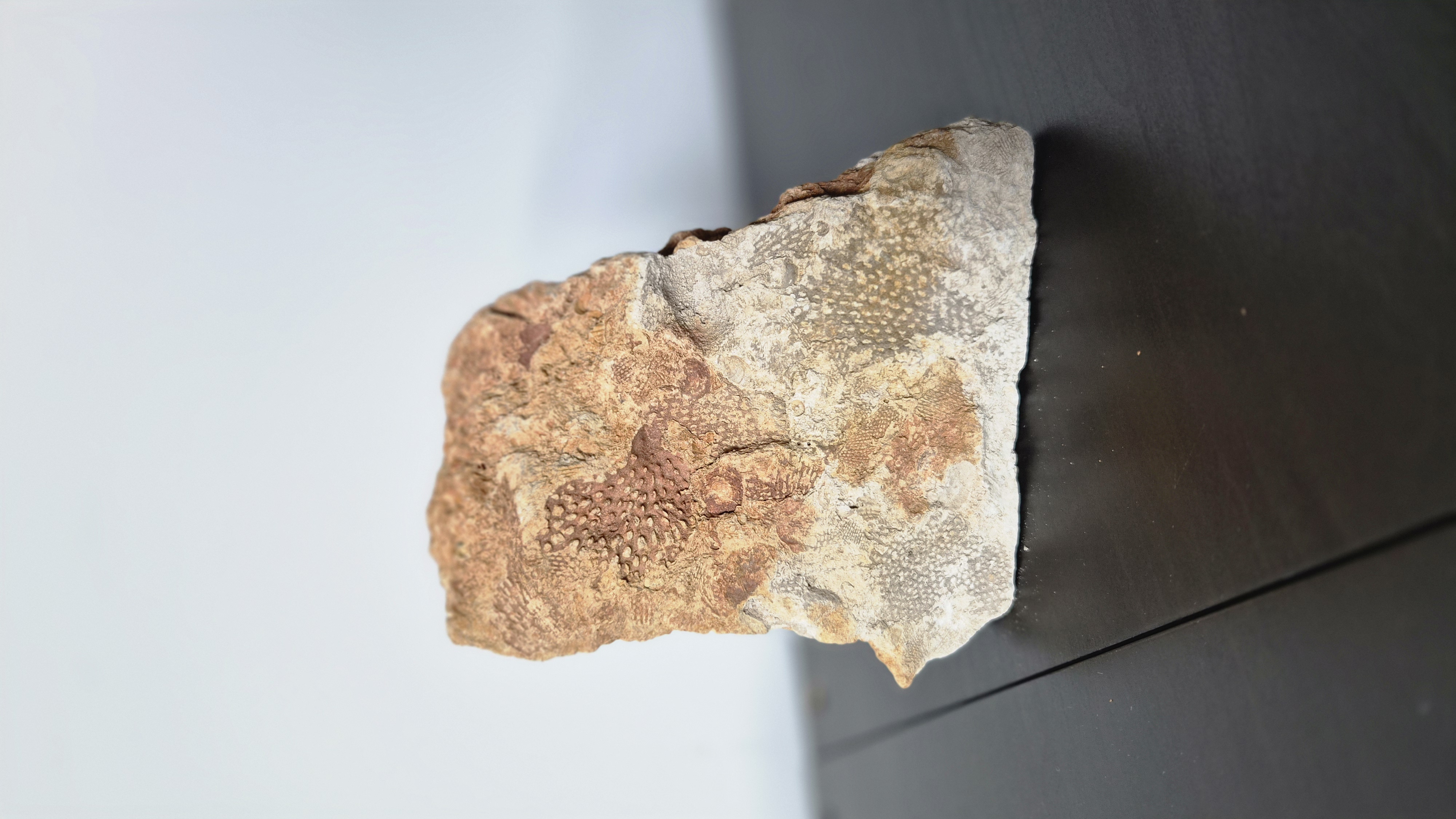 Bryozoan Colony