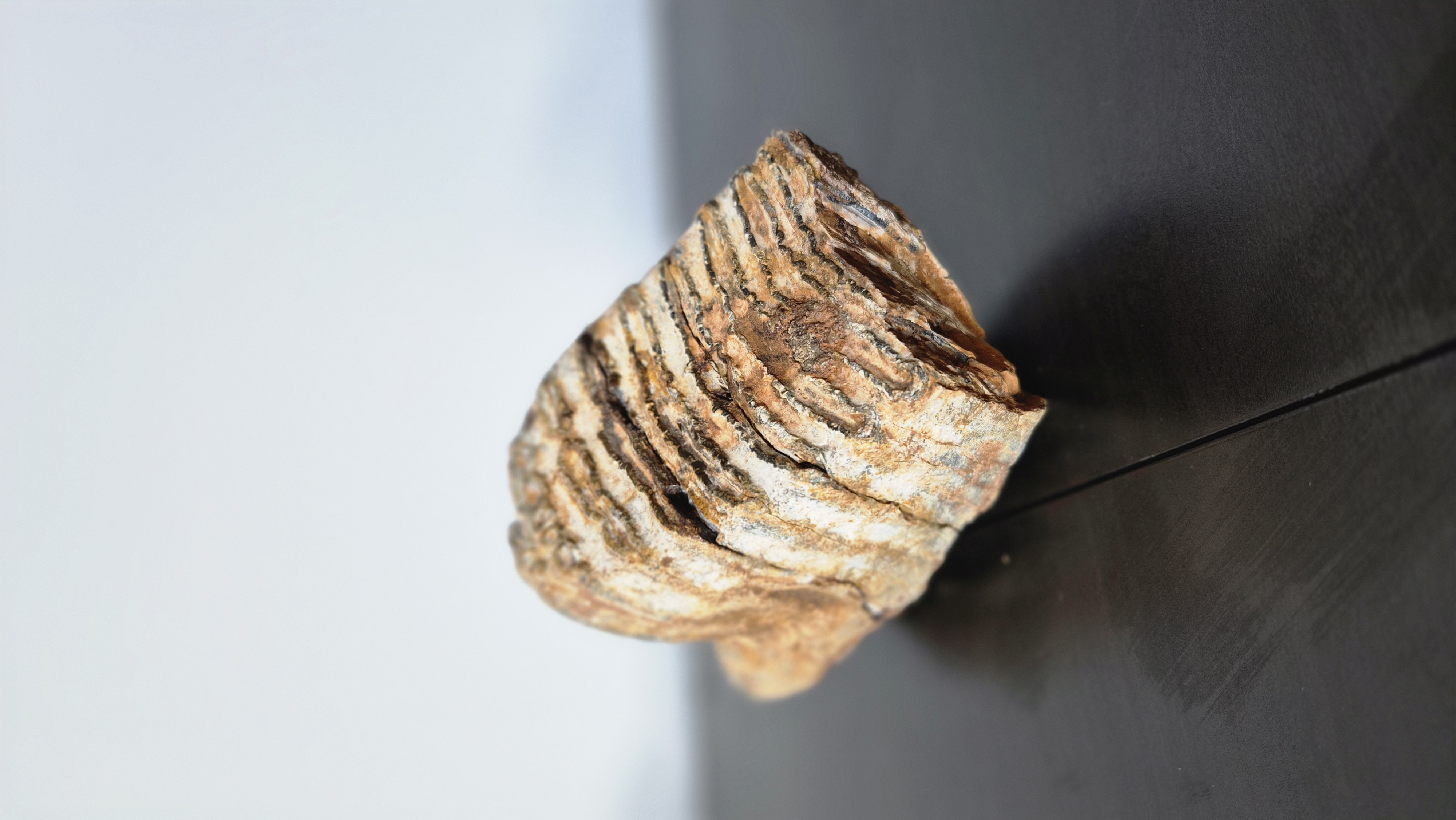 Mammoth Molar