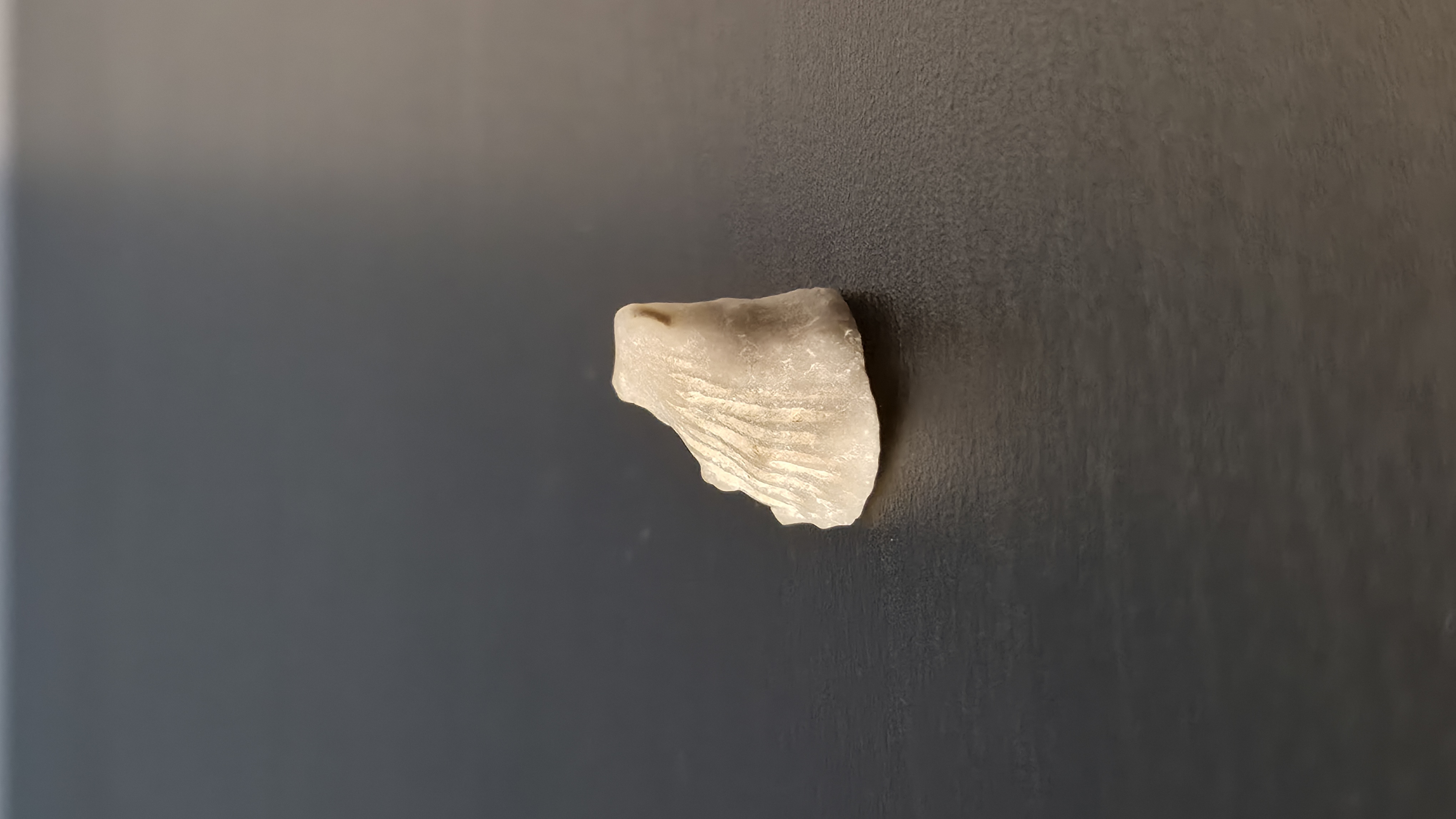 Agatized Shell