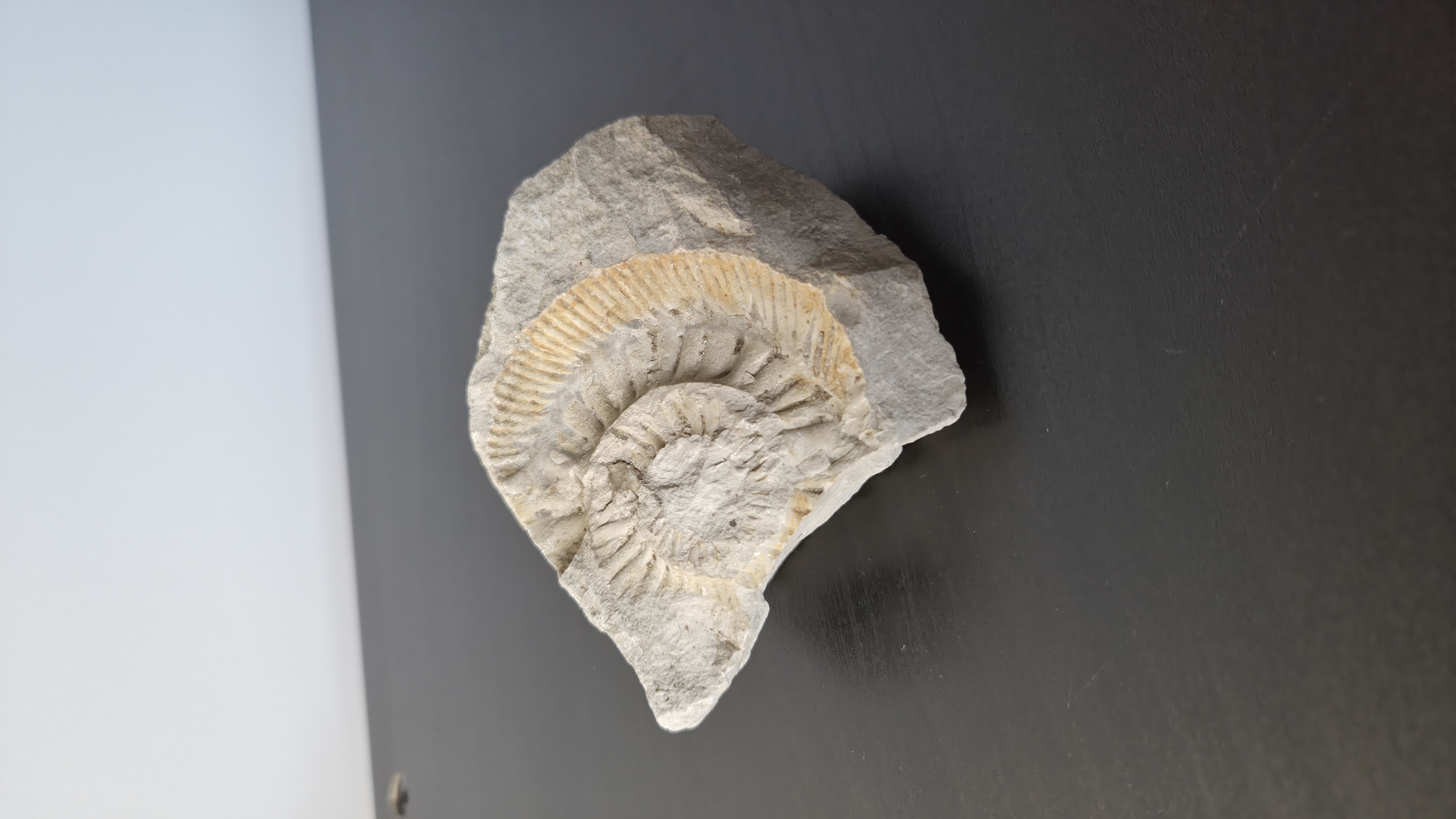 Ammonite