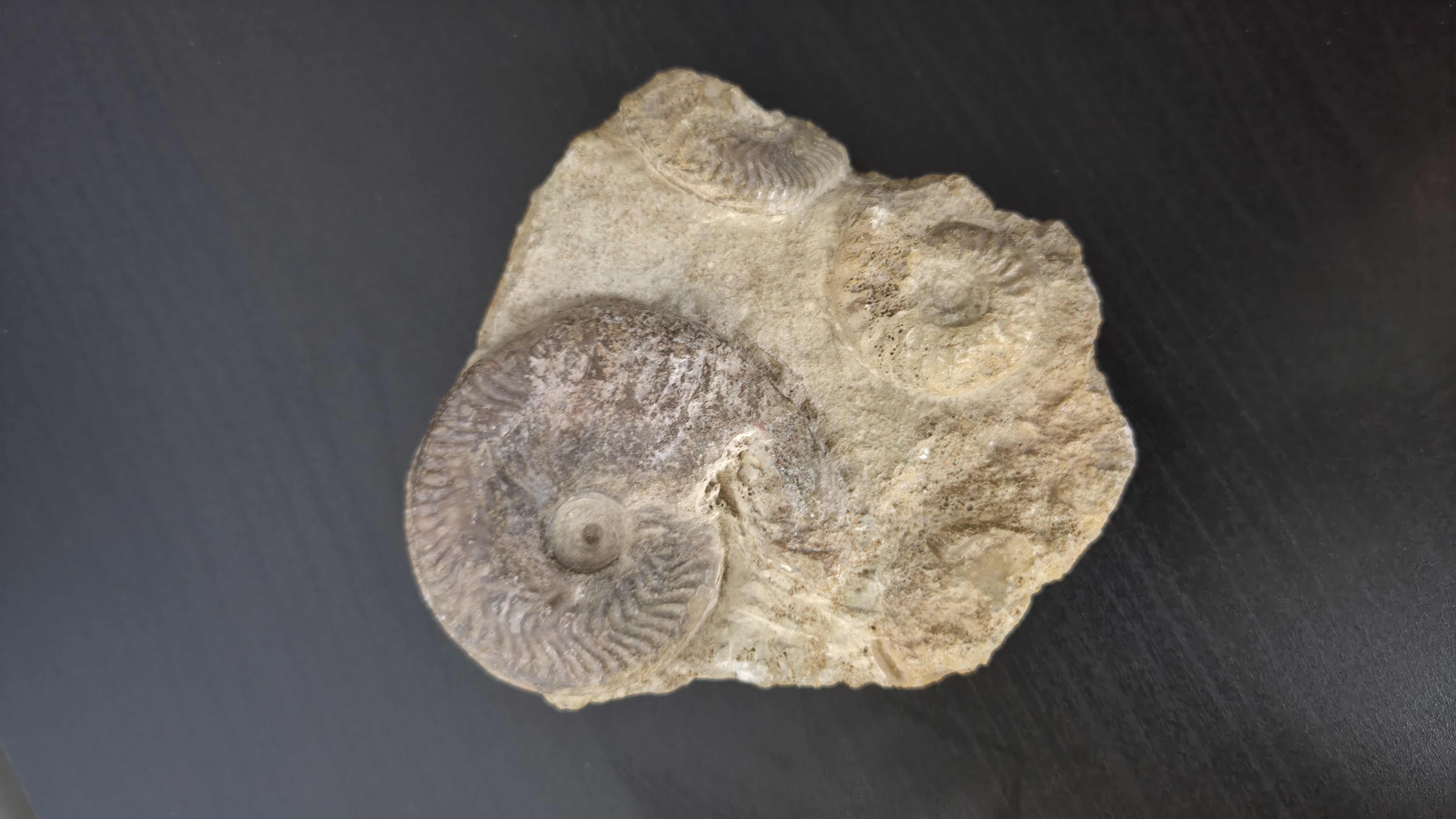 Multi Ammonite