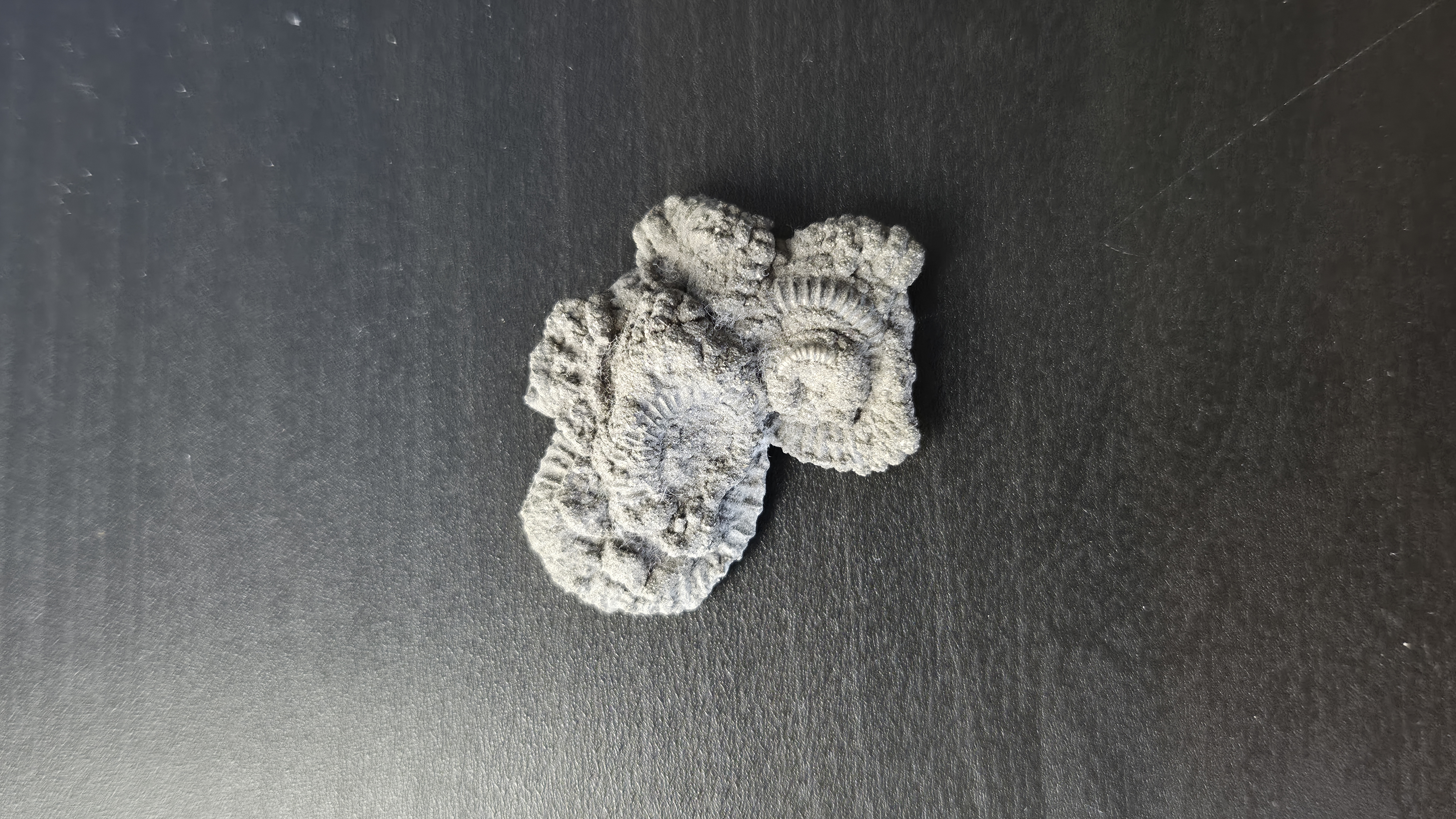 Multi Ammonite