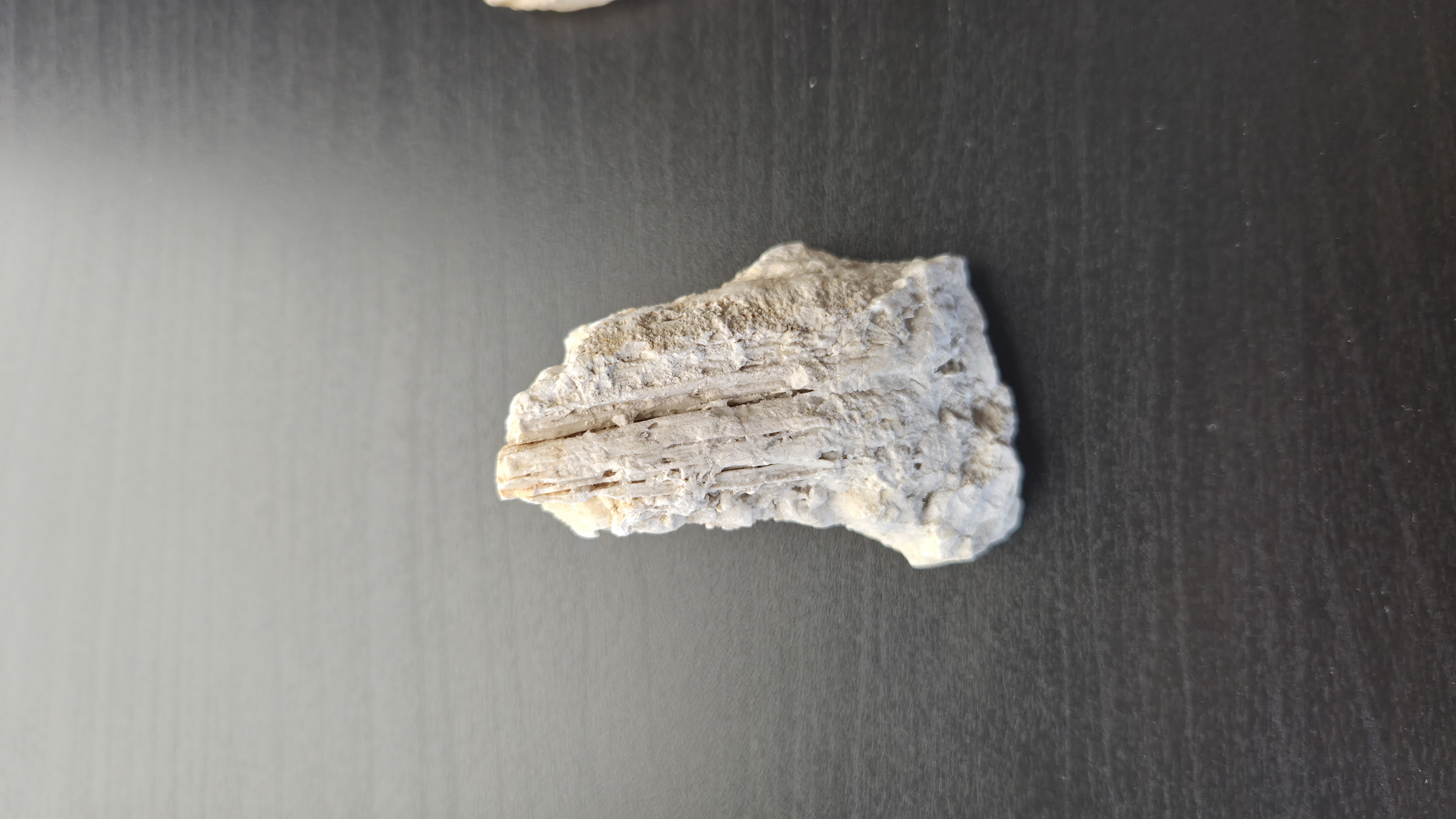 Petrified Wood