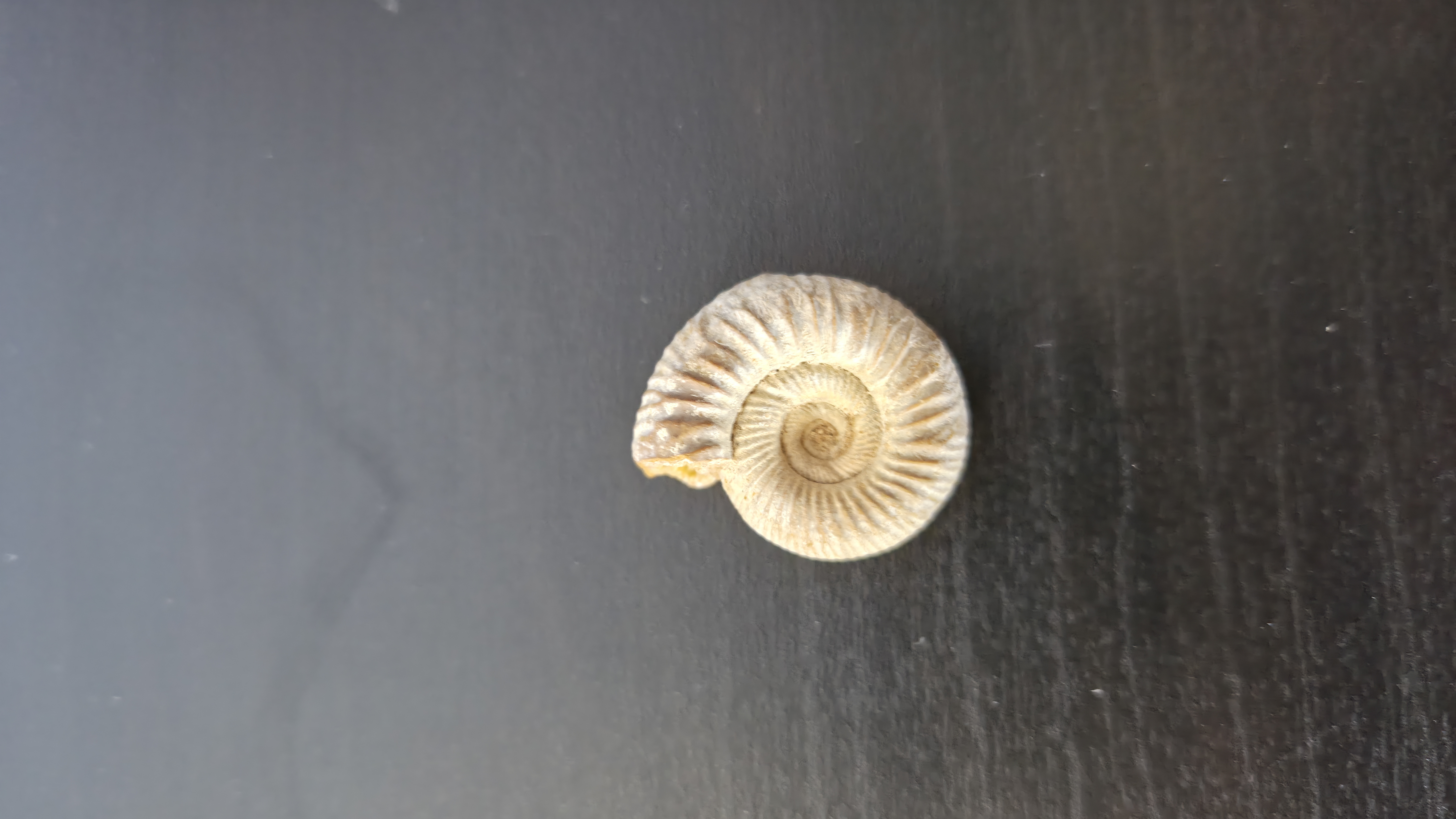 Ammonite Perisphinctes