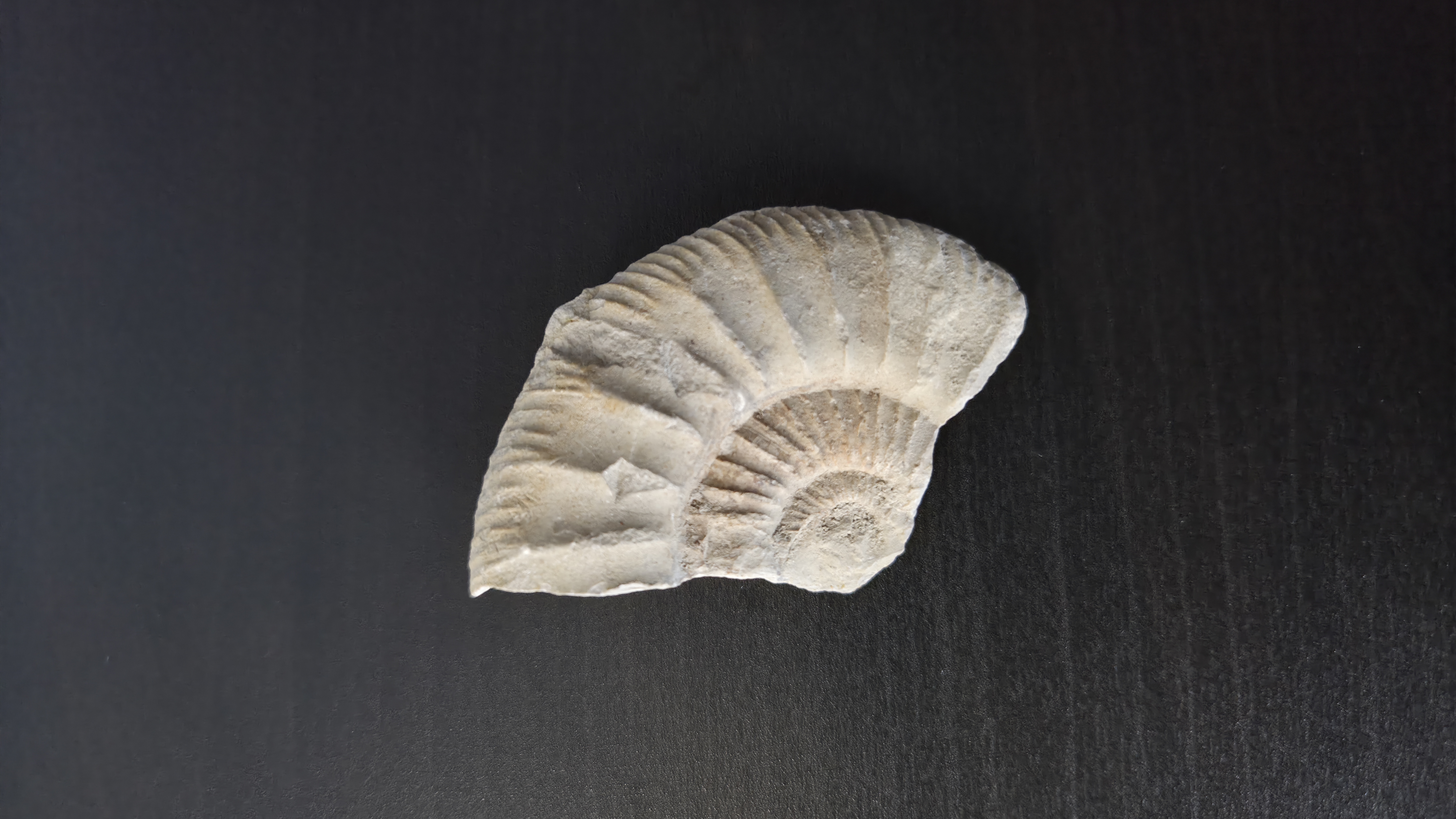 Partial Ammonite