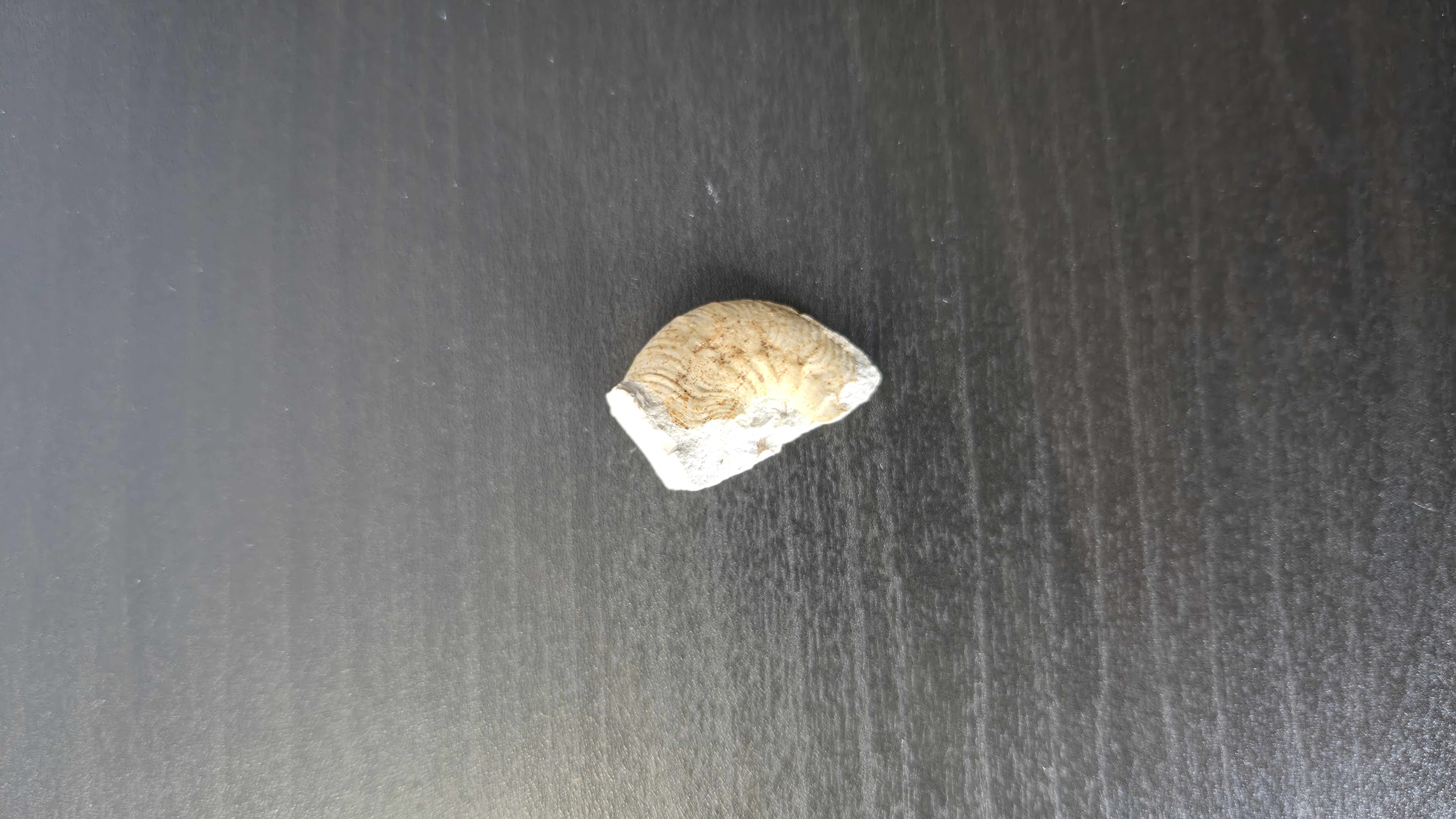 Partial Ammonite