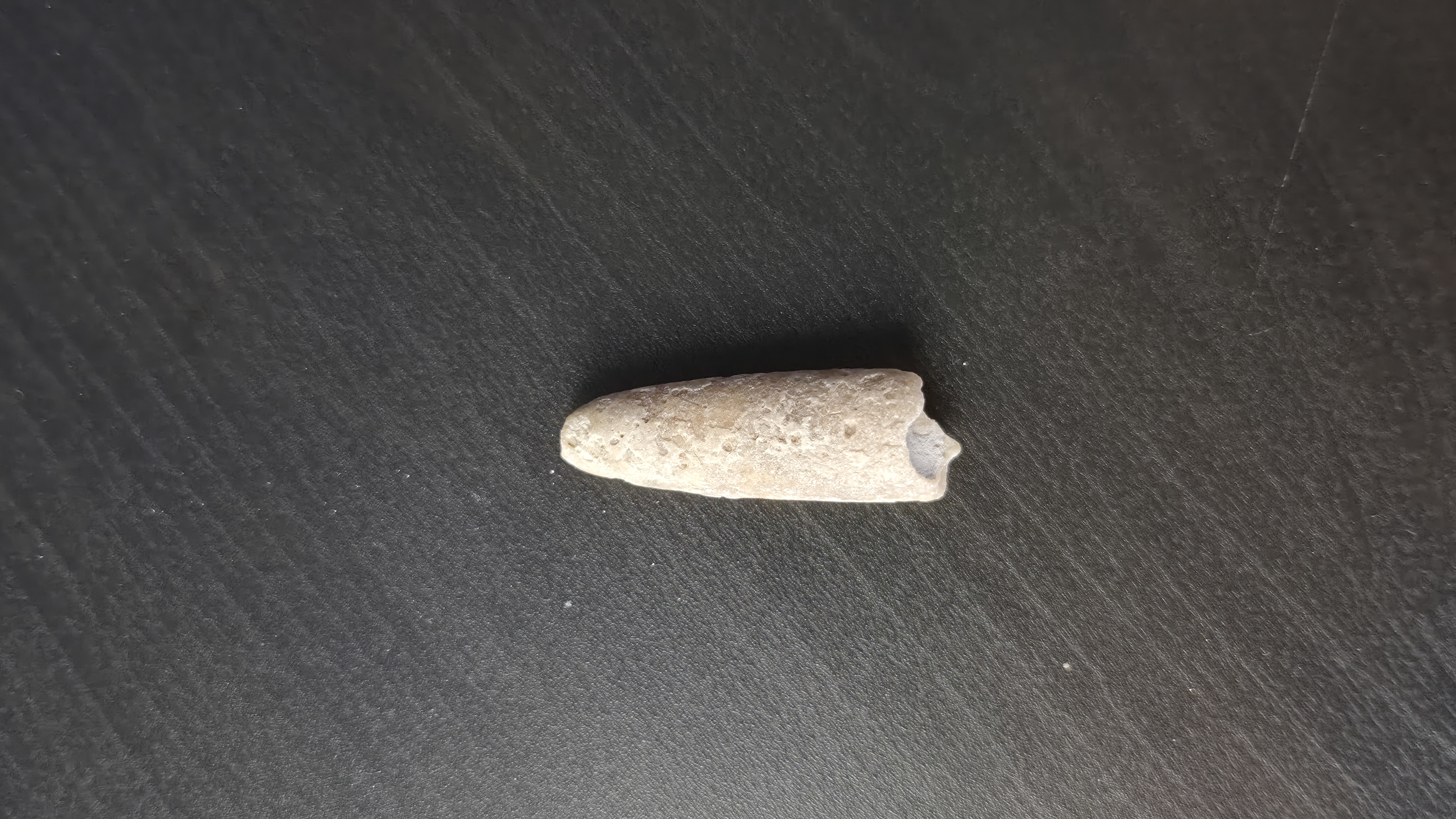 Belemnite