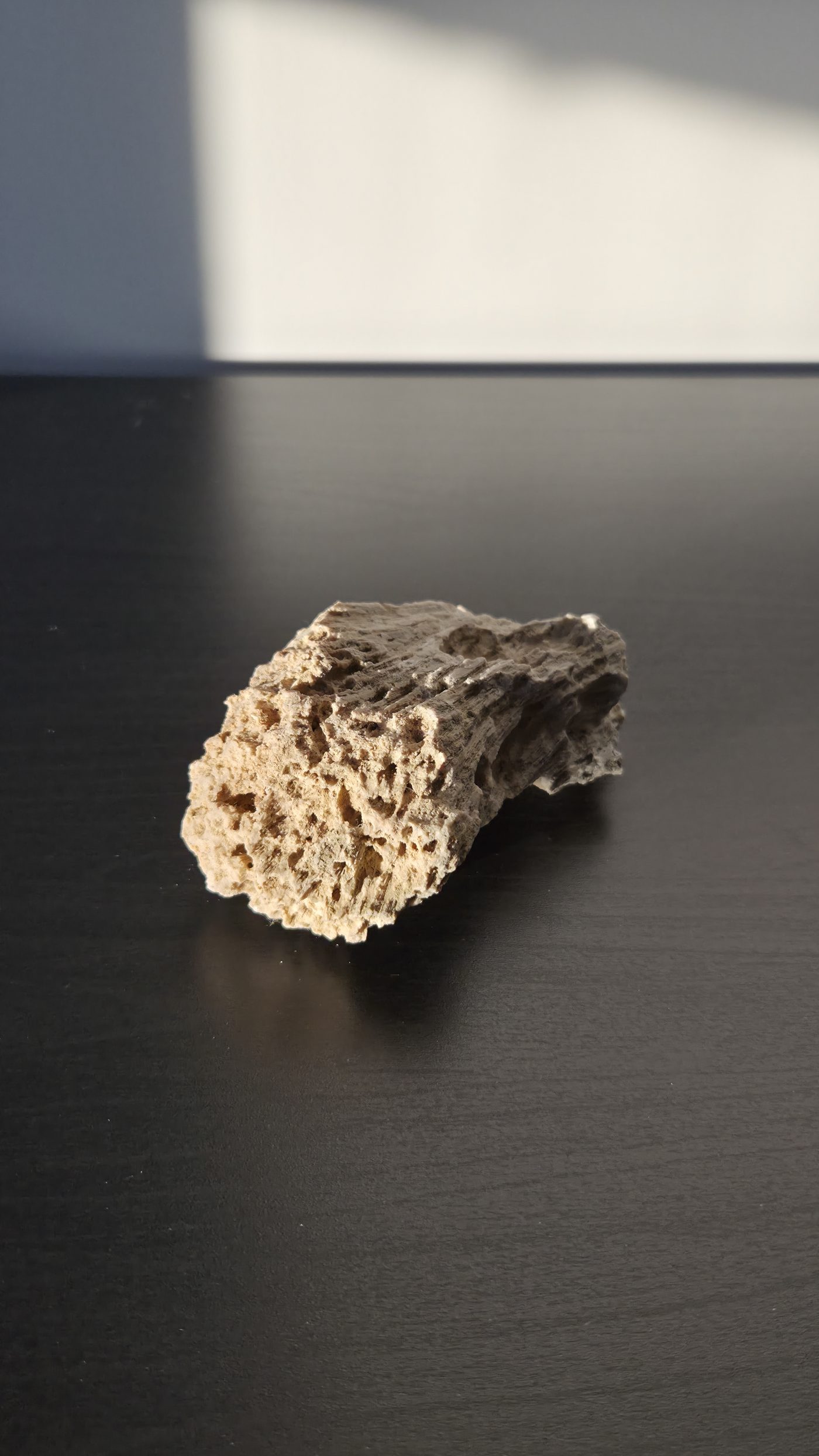 Honeycomb Coral