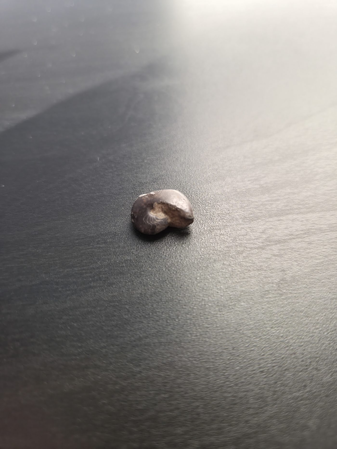 Ammonite