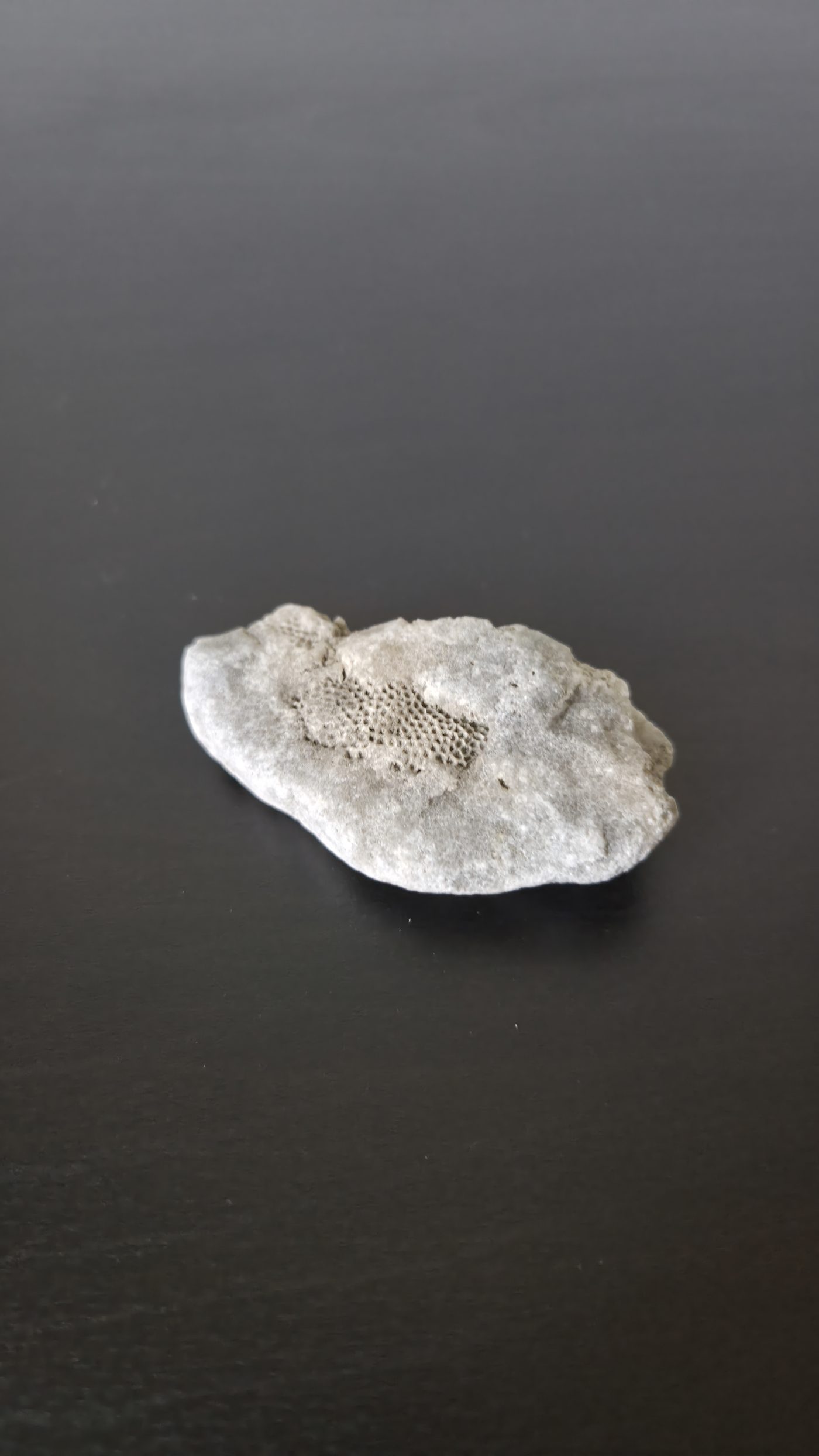 Tabulate Coral