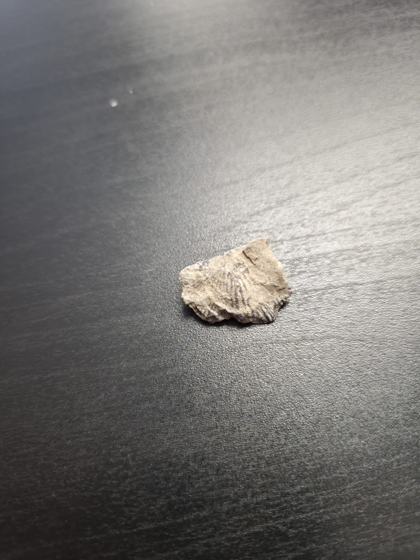 Brachiopod