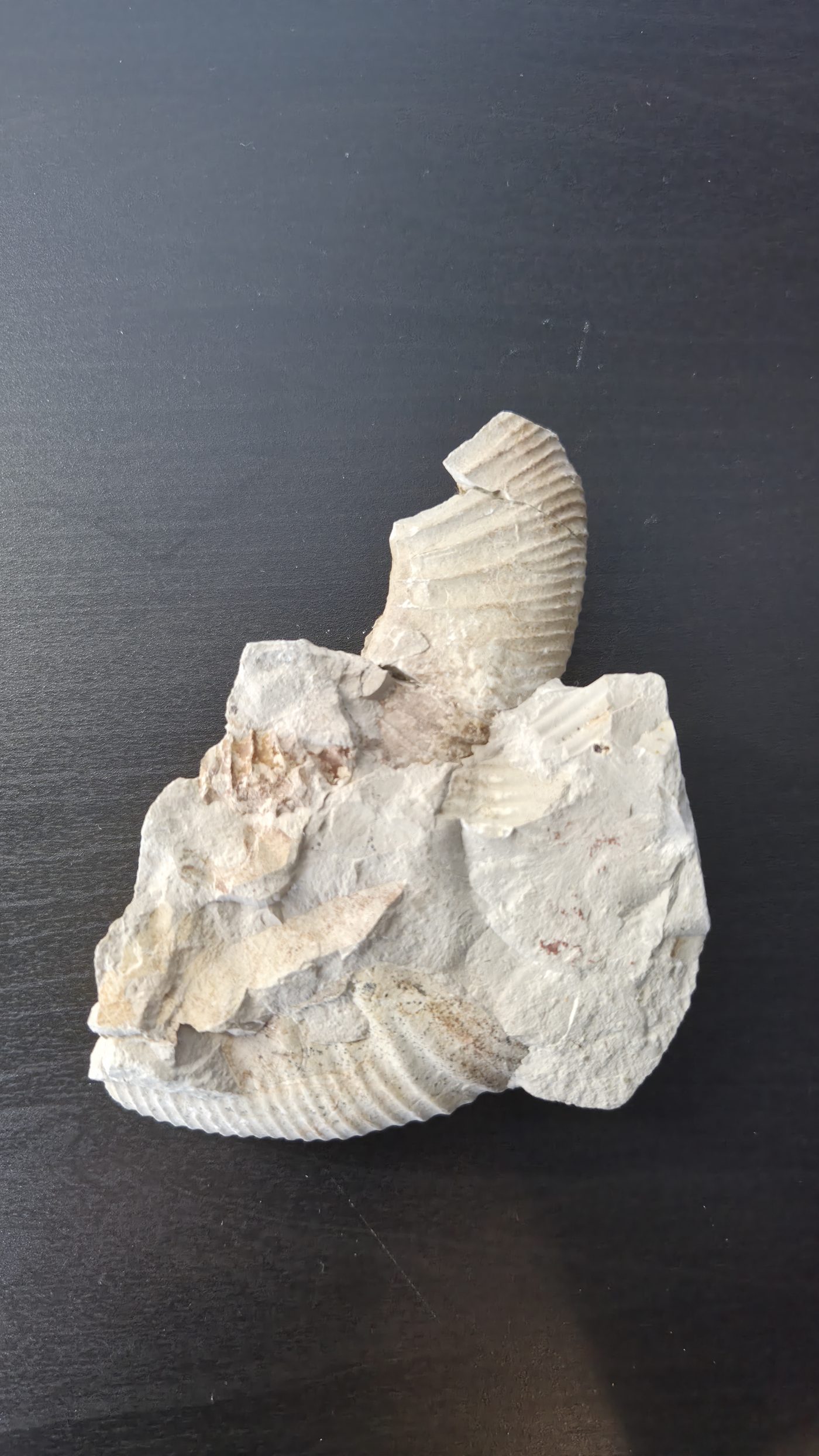 Ammonite