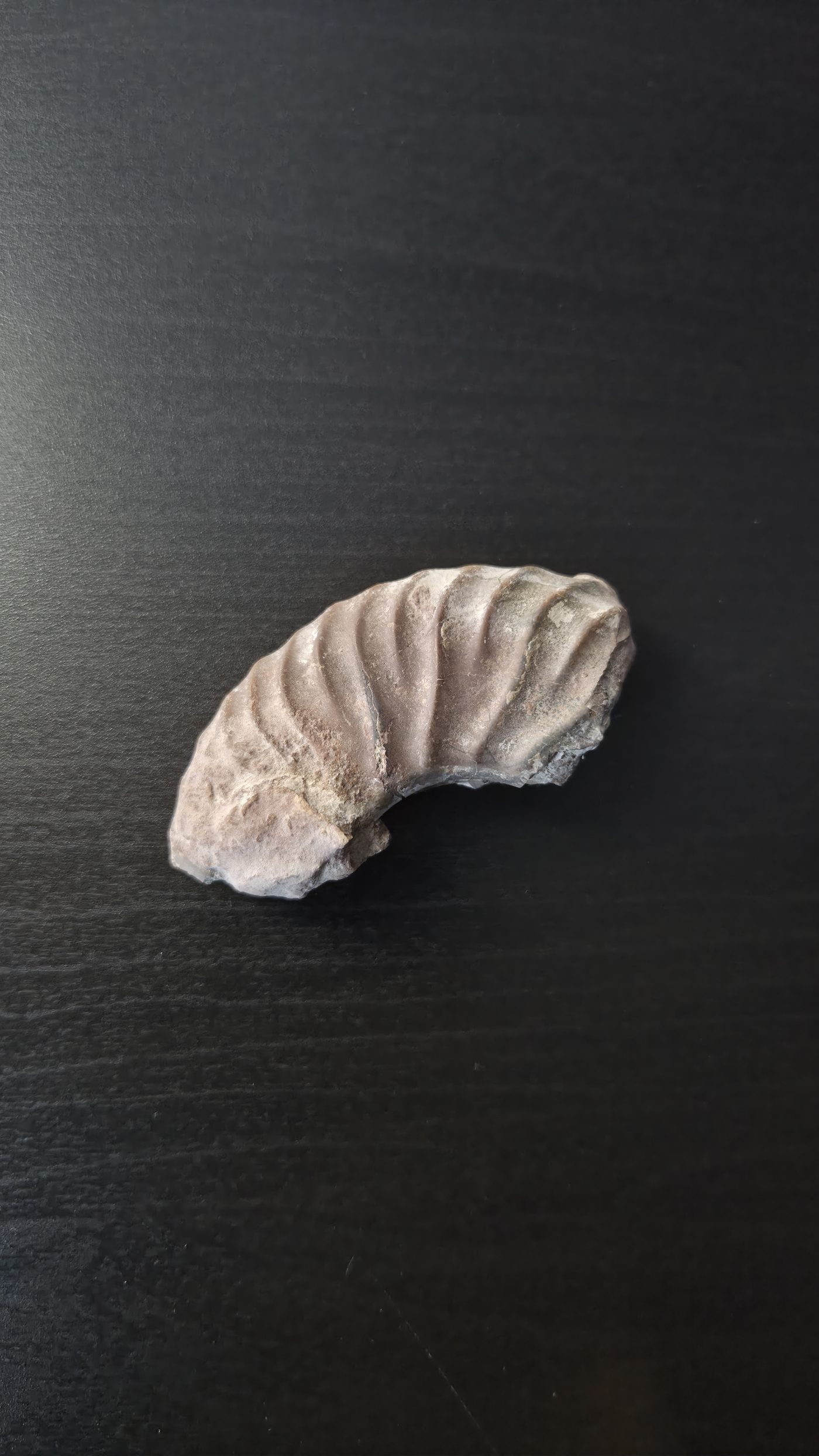 Partial Ammonite
