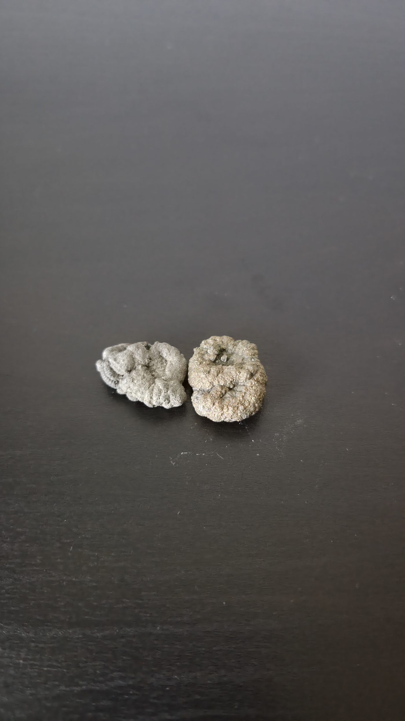 Ammonite