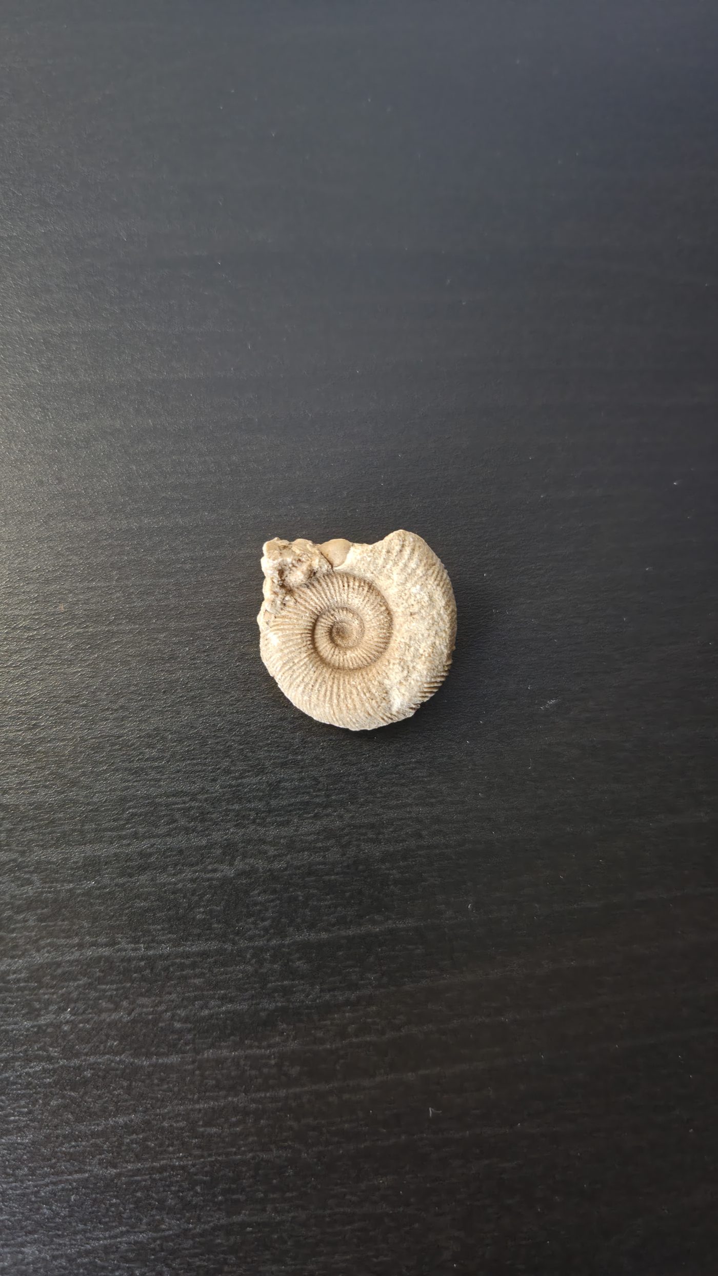 Ammonite