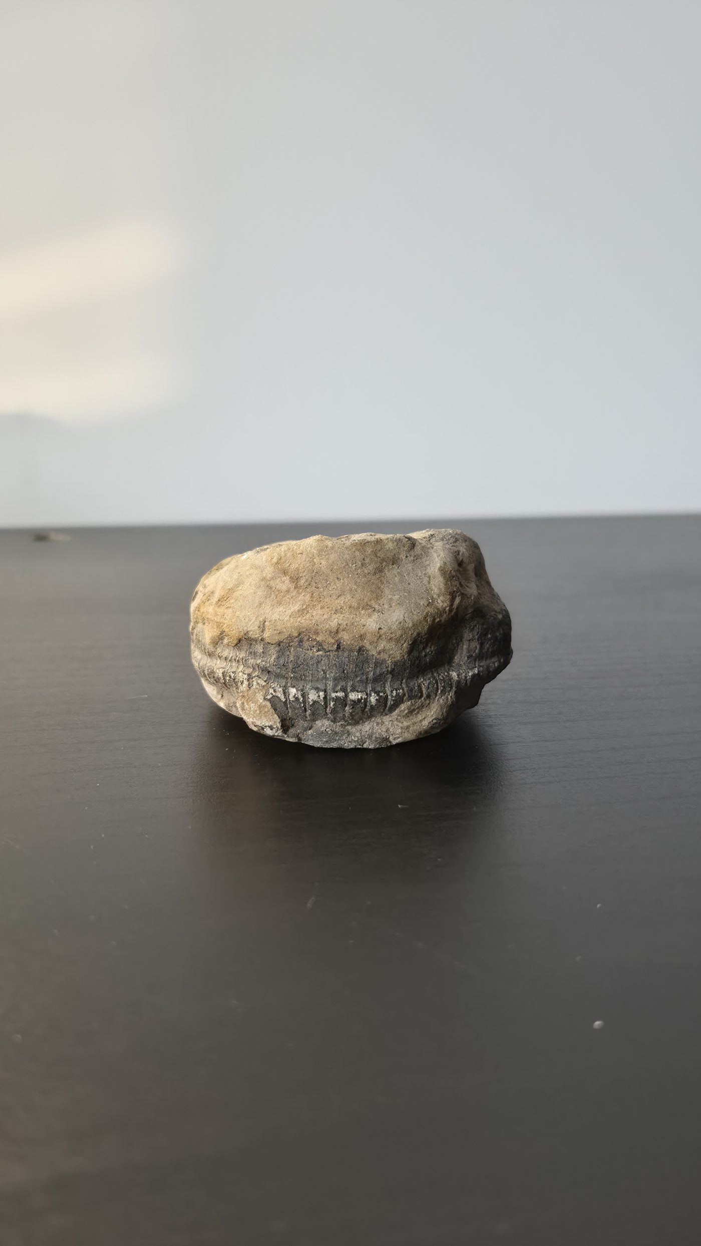 Ammonite