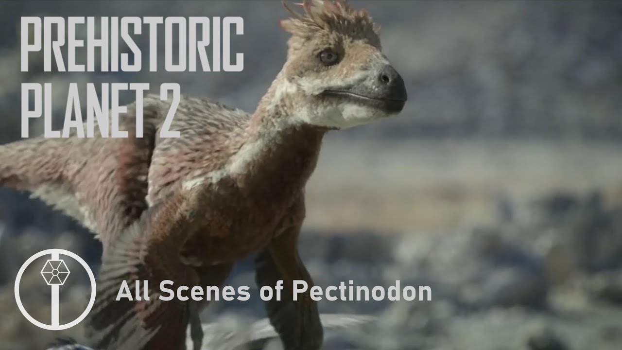 Pectinodon