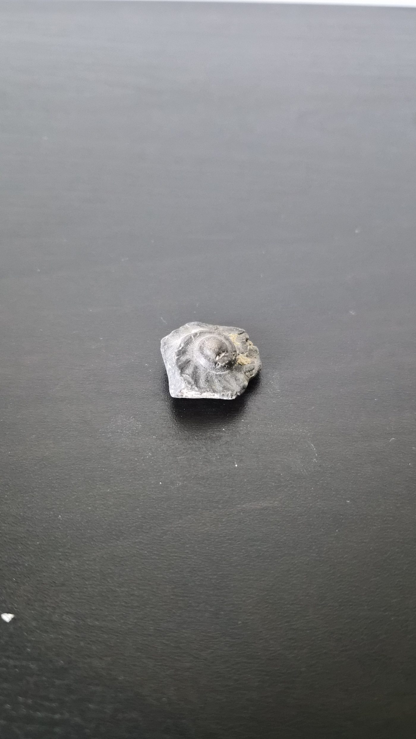 Ammonite