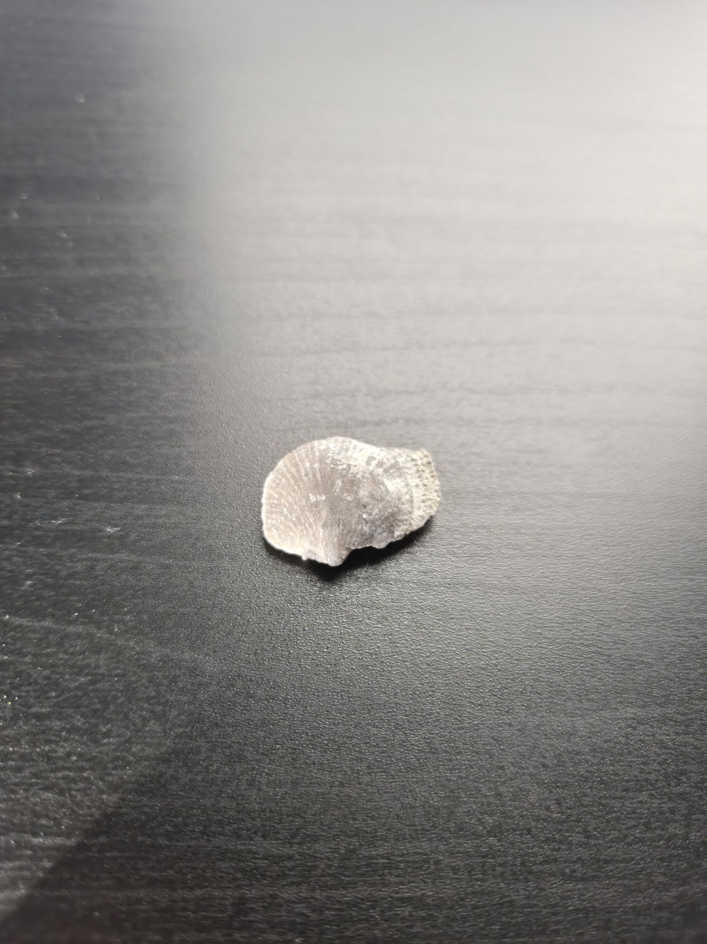 Brachiopod