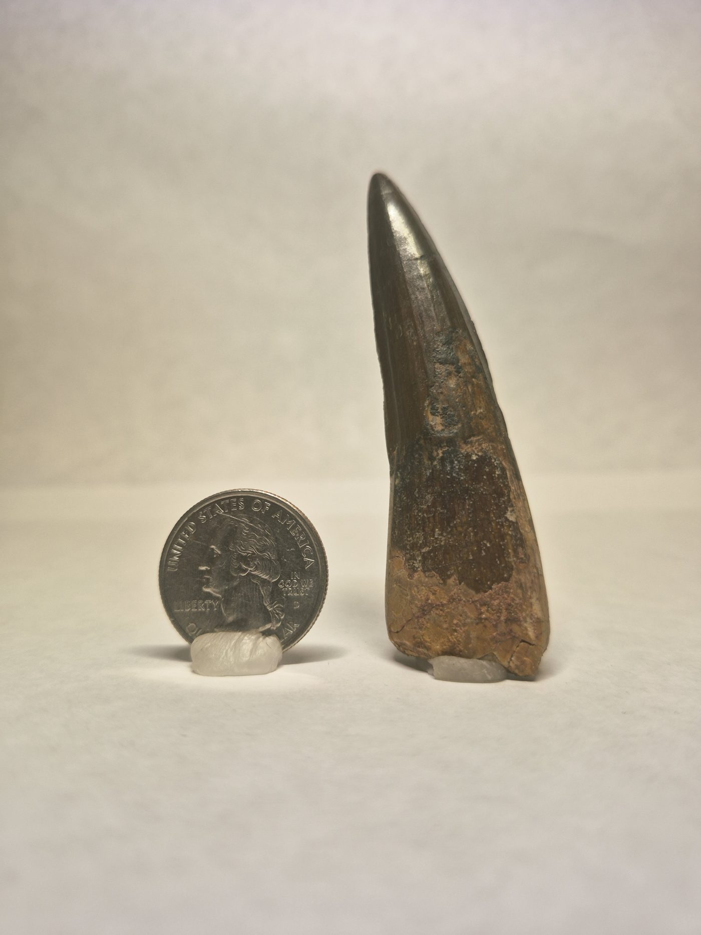 Spinosaurus Tooth