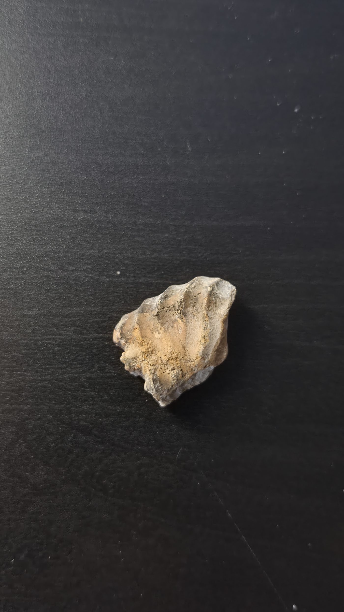 Partial Ammonite