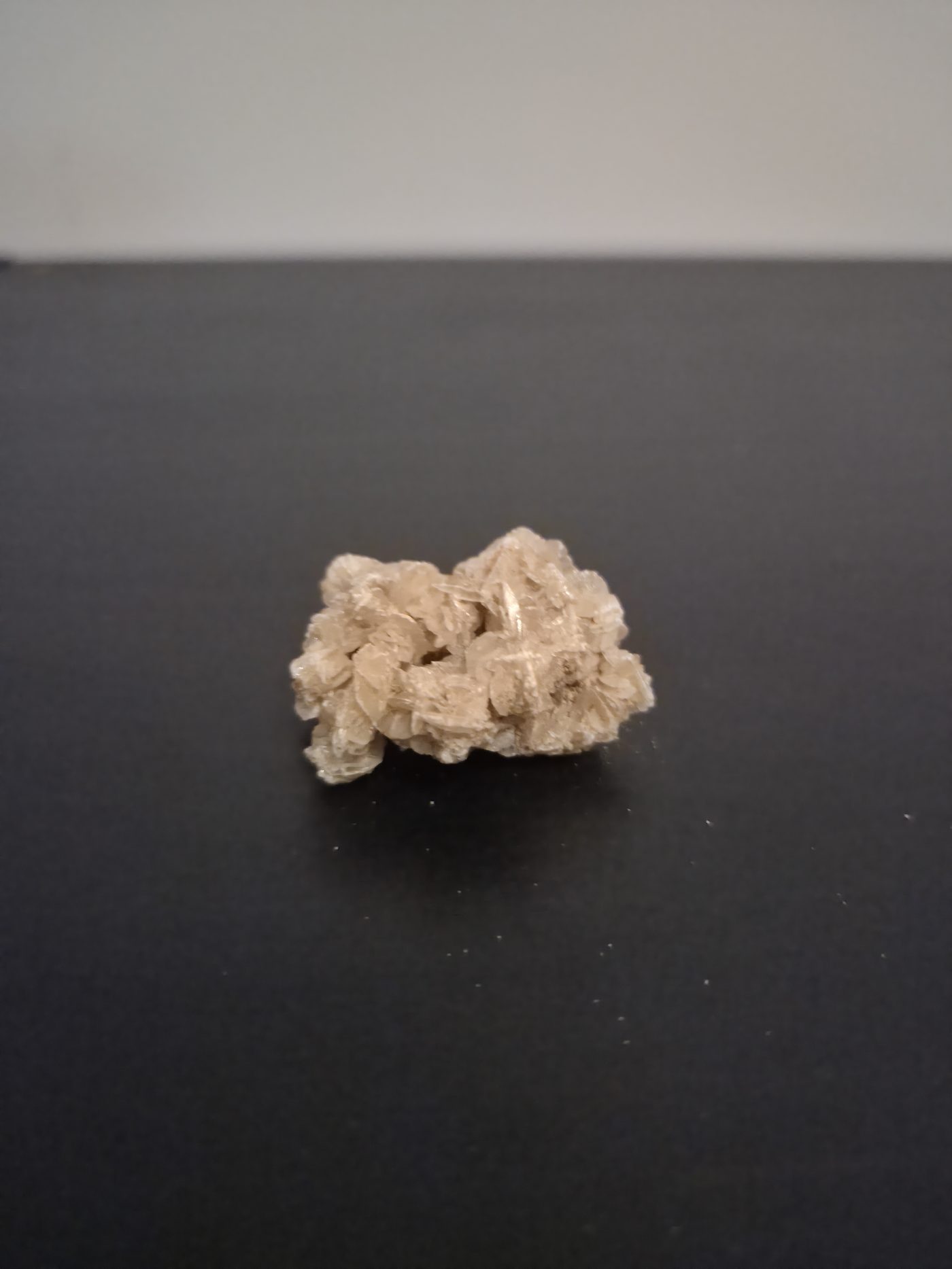 Desert Rose