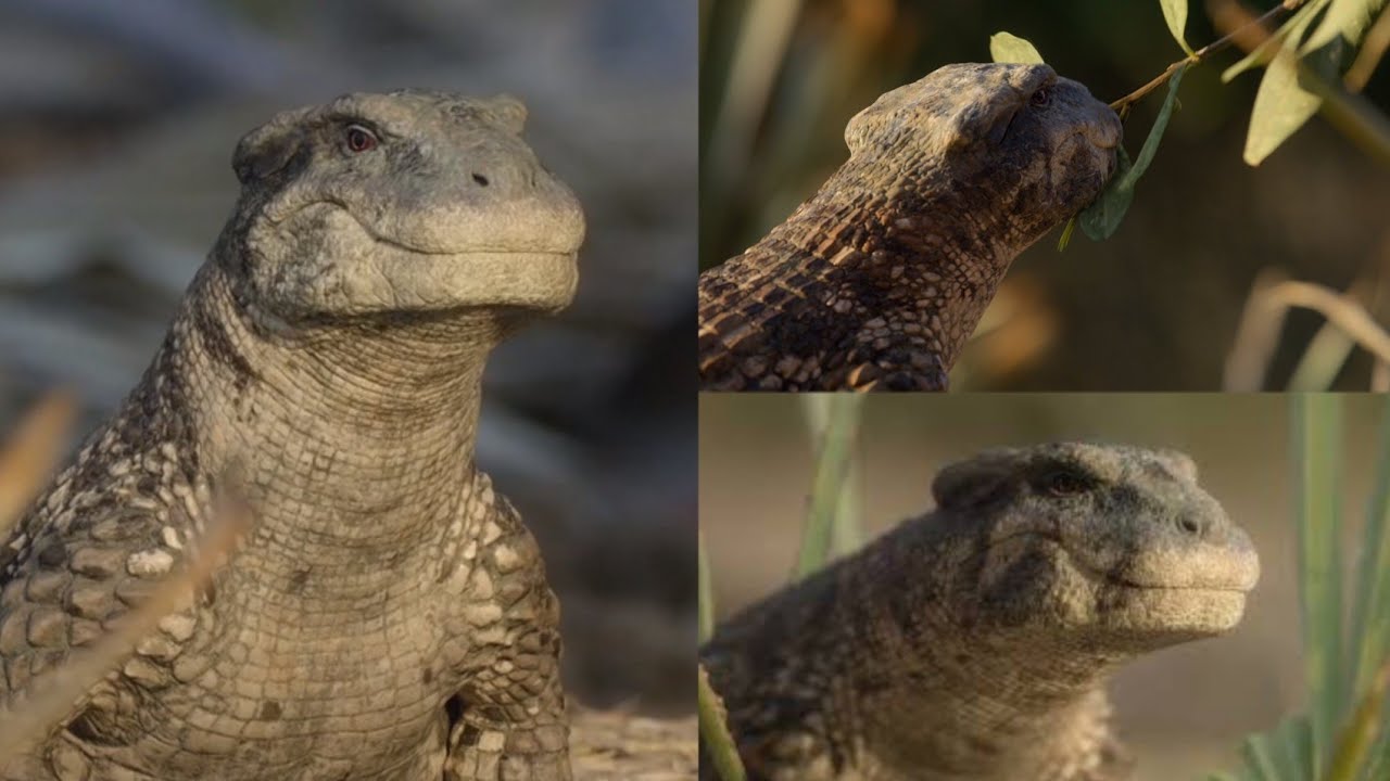 Simosuchus
