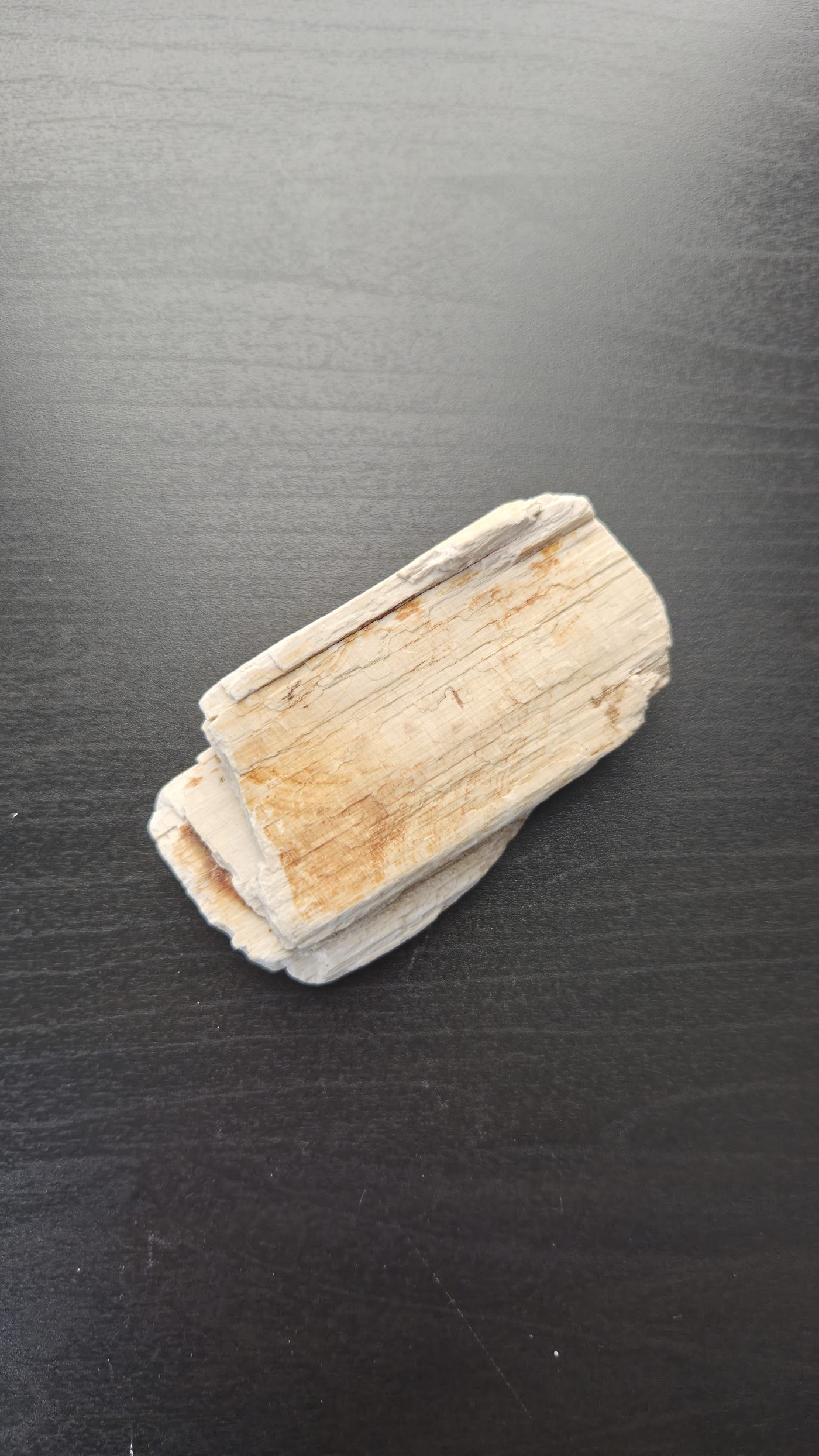 Petrified Wood