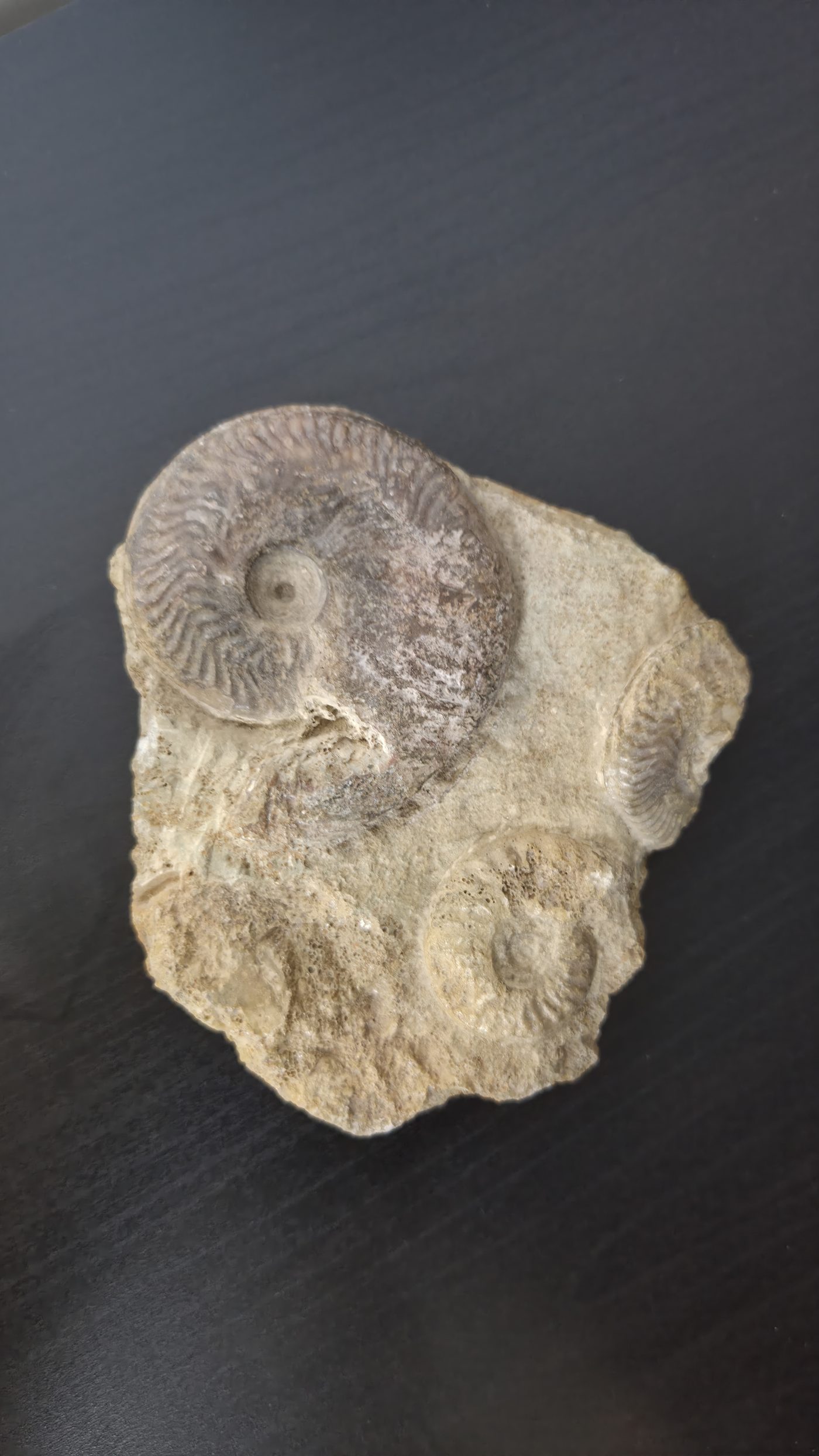 Multi Ammonite